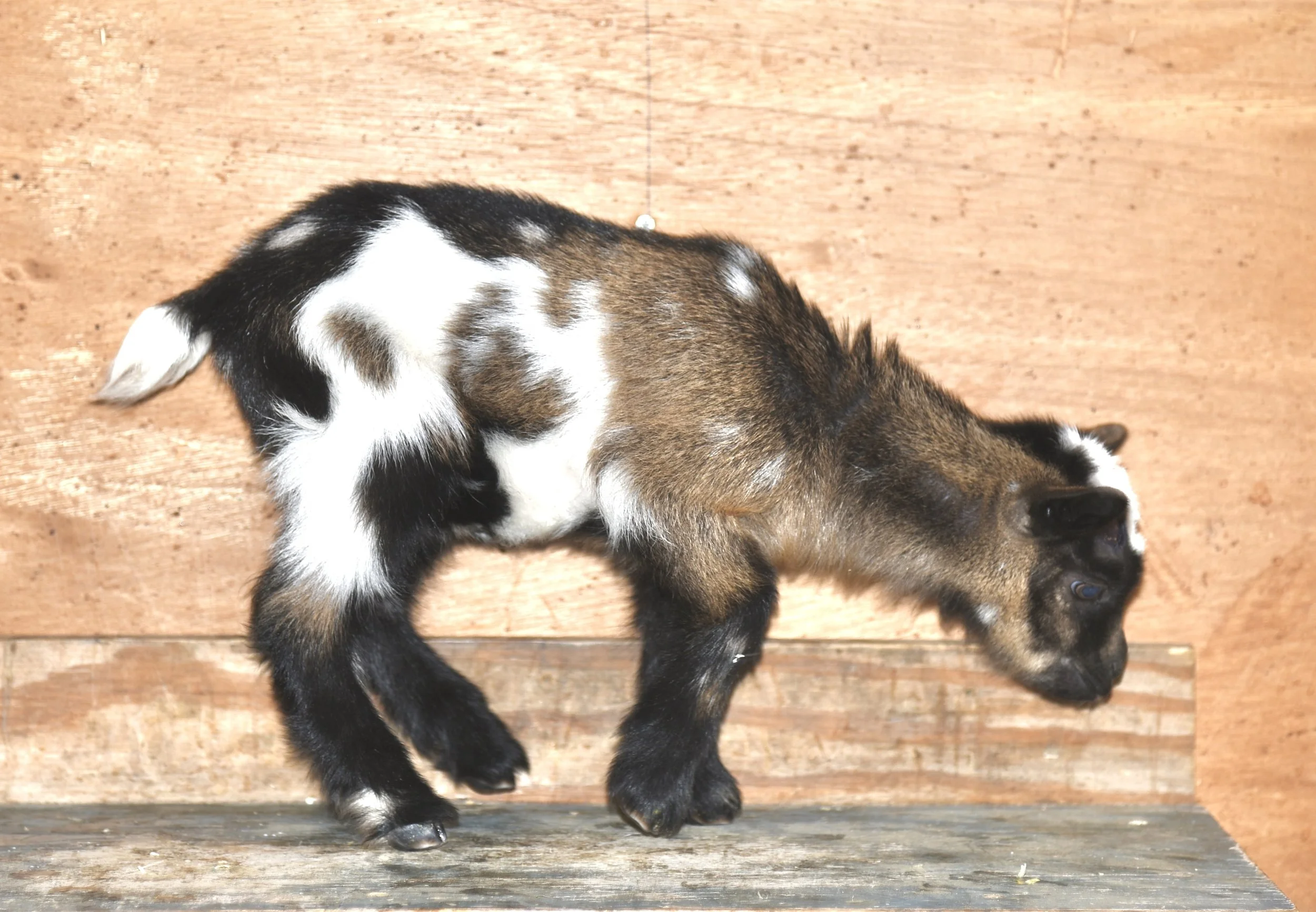 4 days old