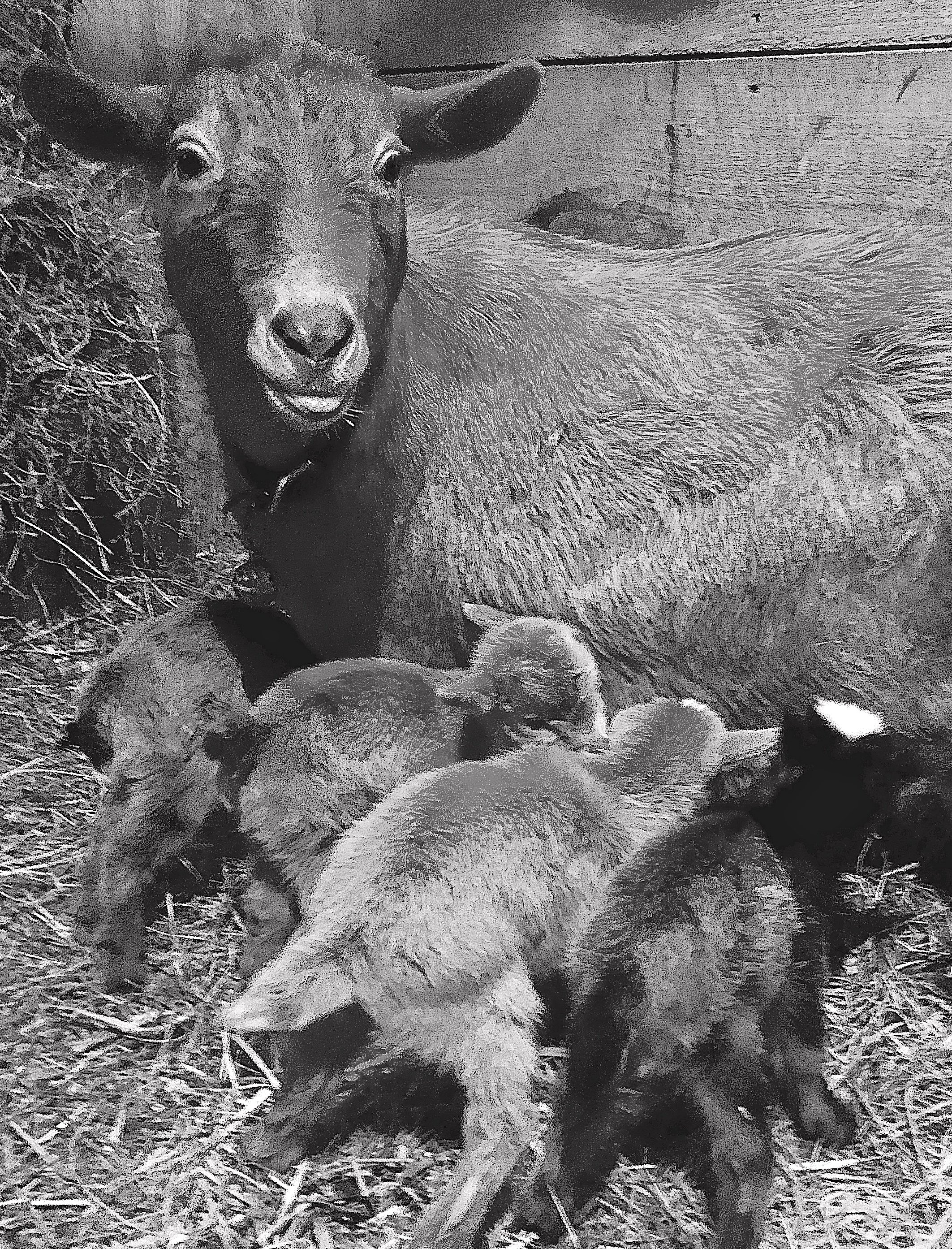 Newborn Honey with her three sisters and her Momma. - Feb. 21st, 2022