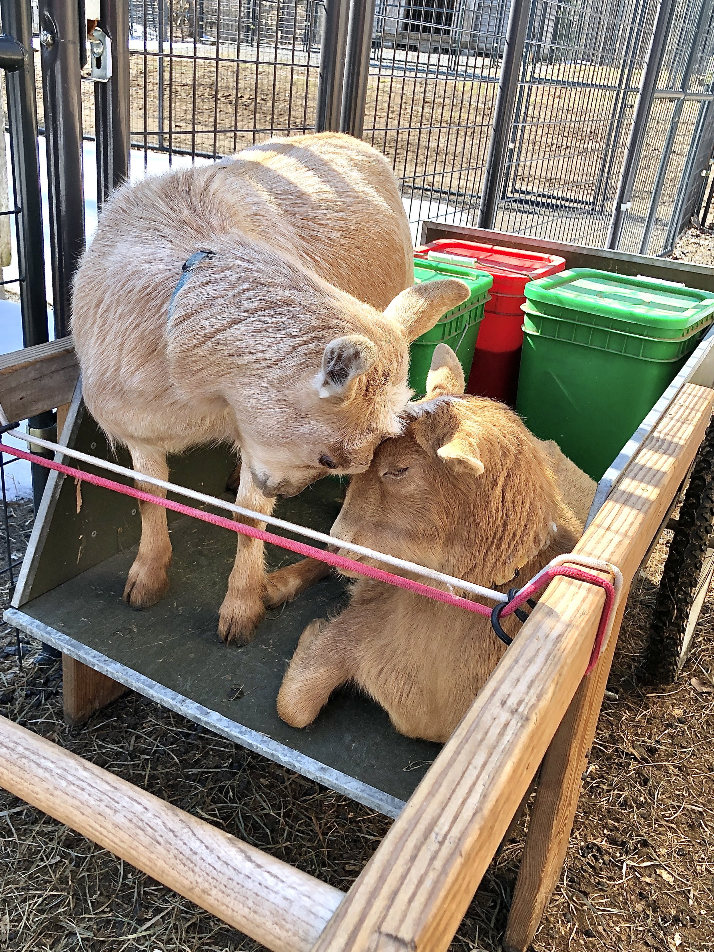 Honey Mead (laying down) and her friend Happy Pill - March 22nd, 2023