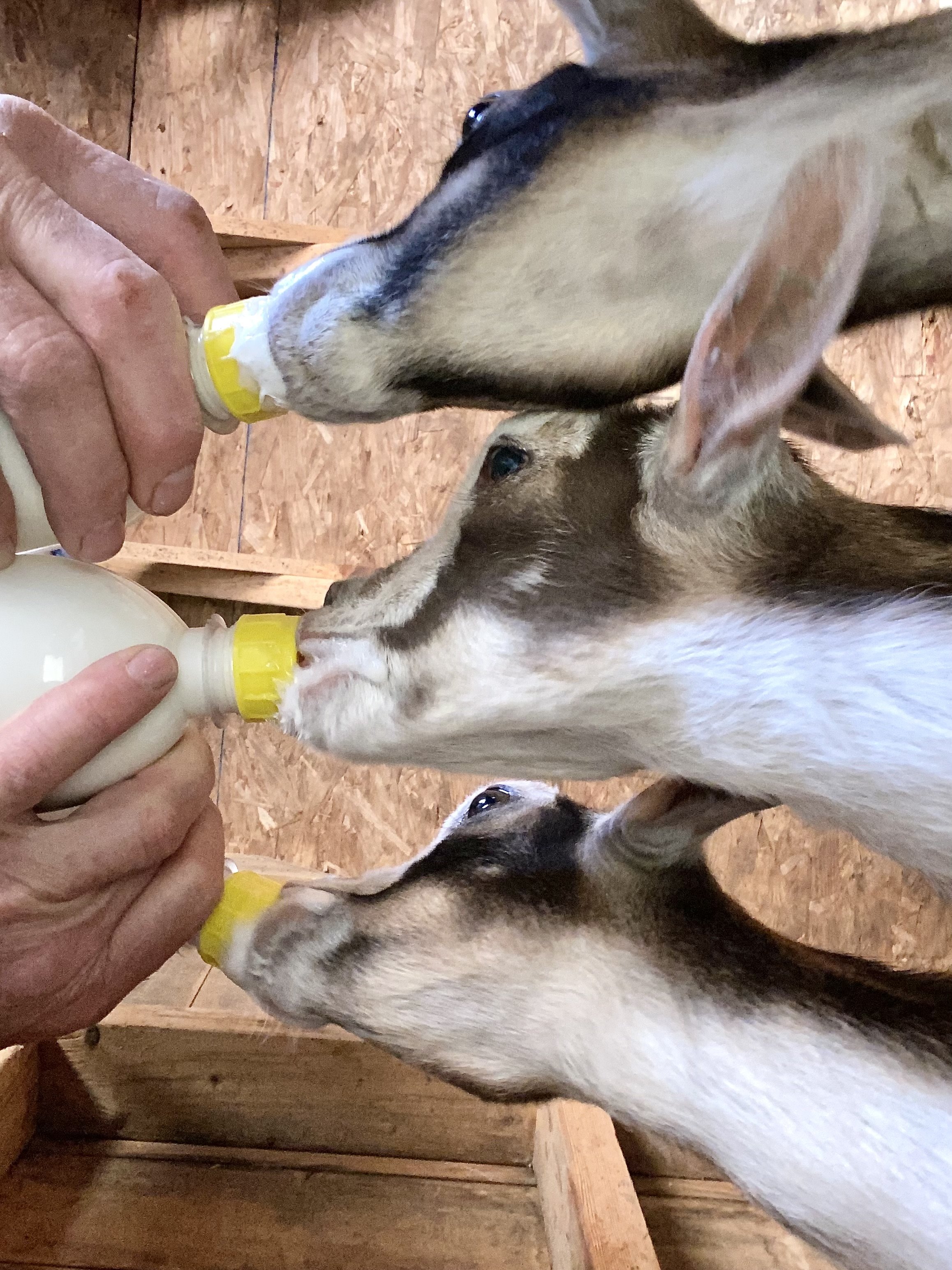 Jack w/his littermates - May 10th, 2023