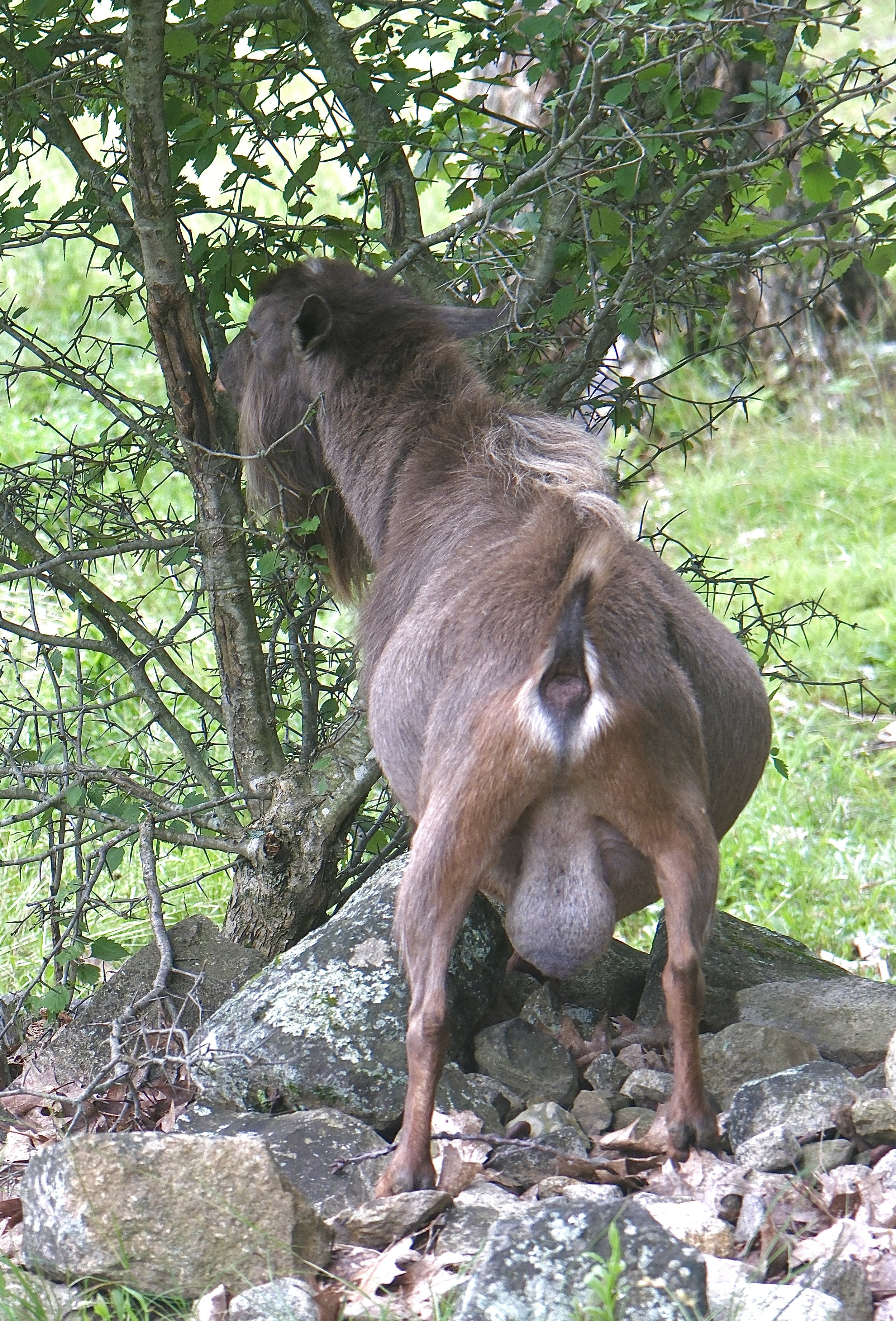 Bravo showing off his rear width - July 2023