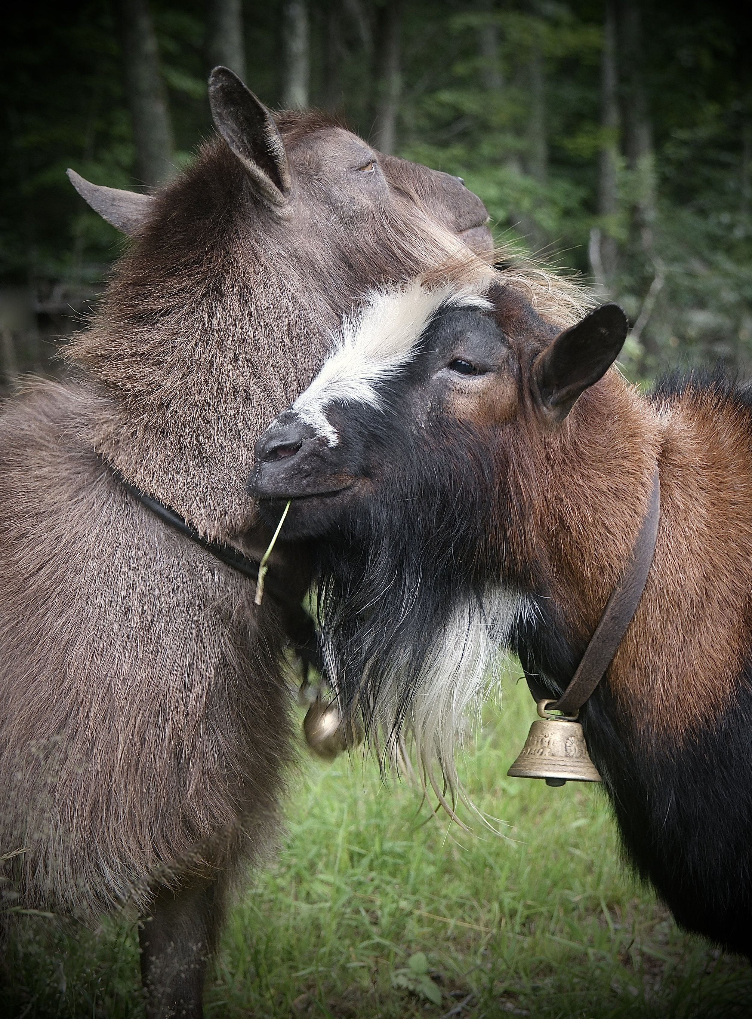 Bravo with his buddy; Knight - July 2023