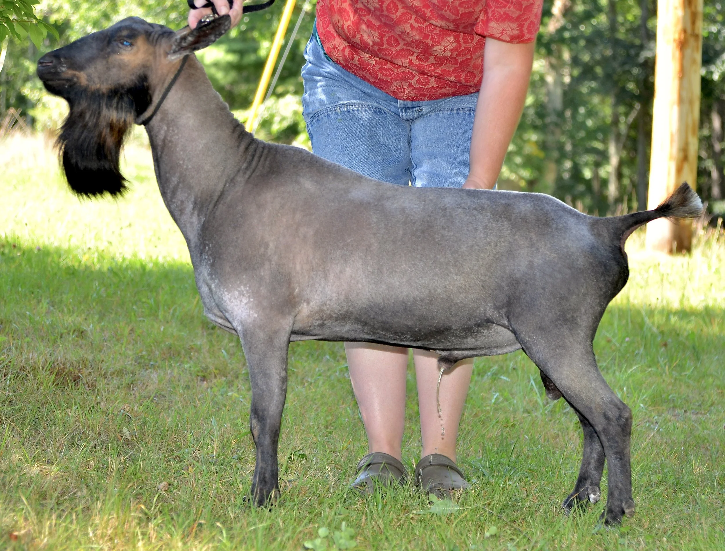 Field Mouse as a 2.5 year old