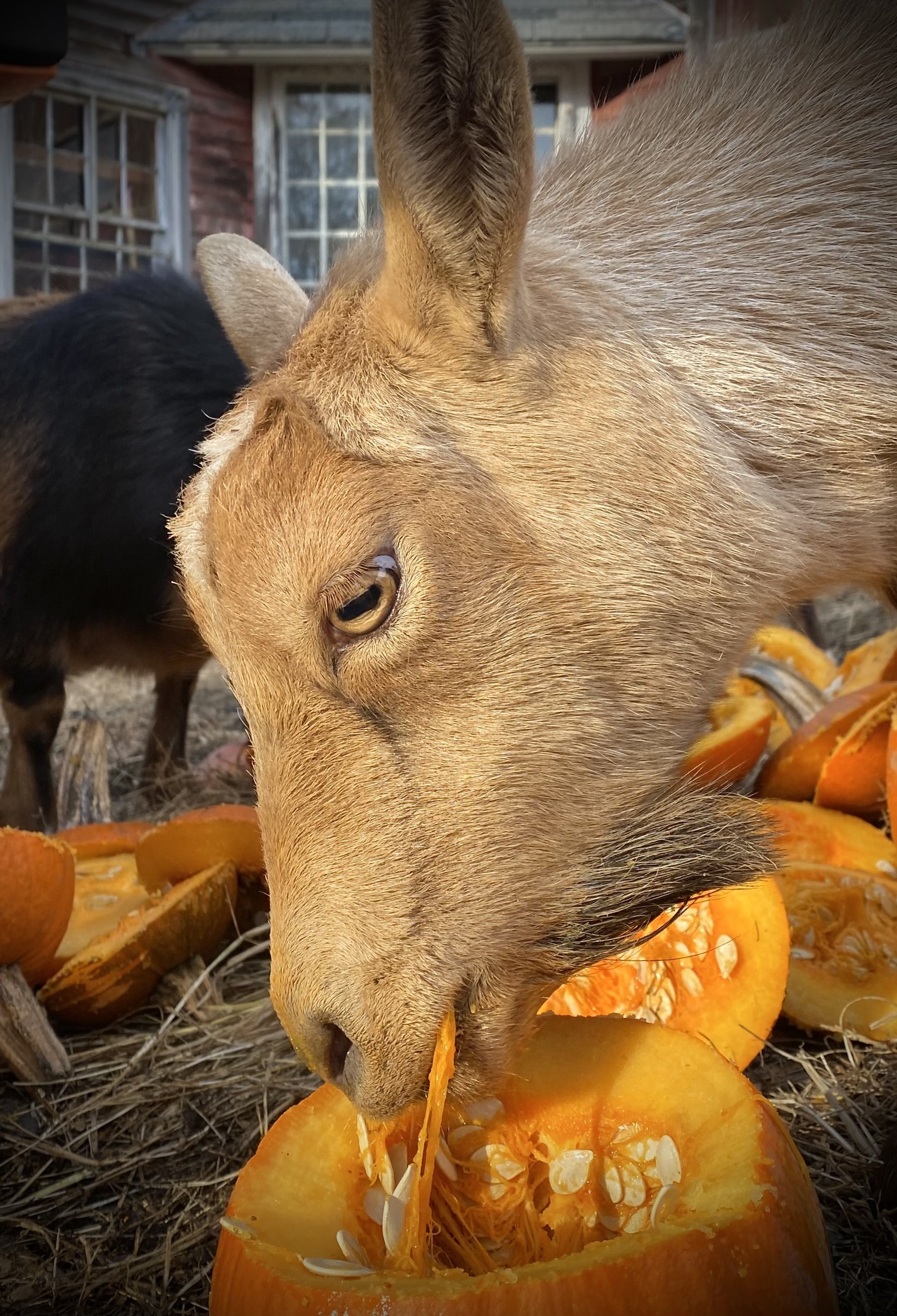 Blondi enjoying some pumpkin - November 2023