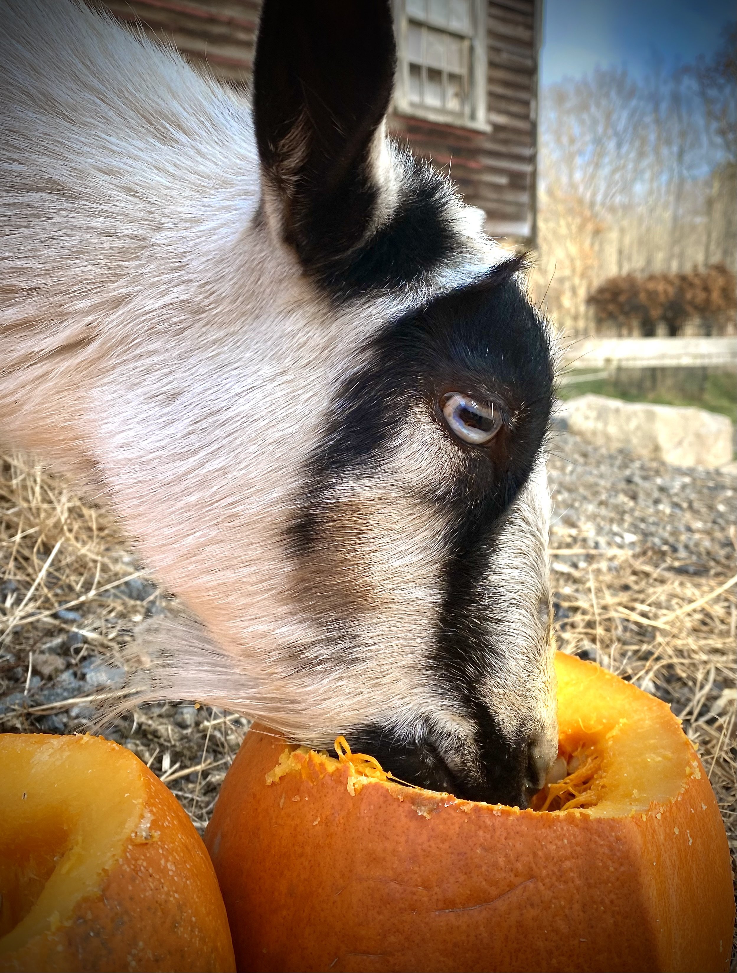 Ty enjoying some pumpkin - November 2023