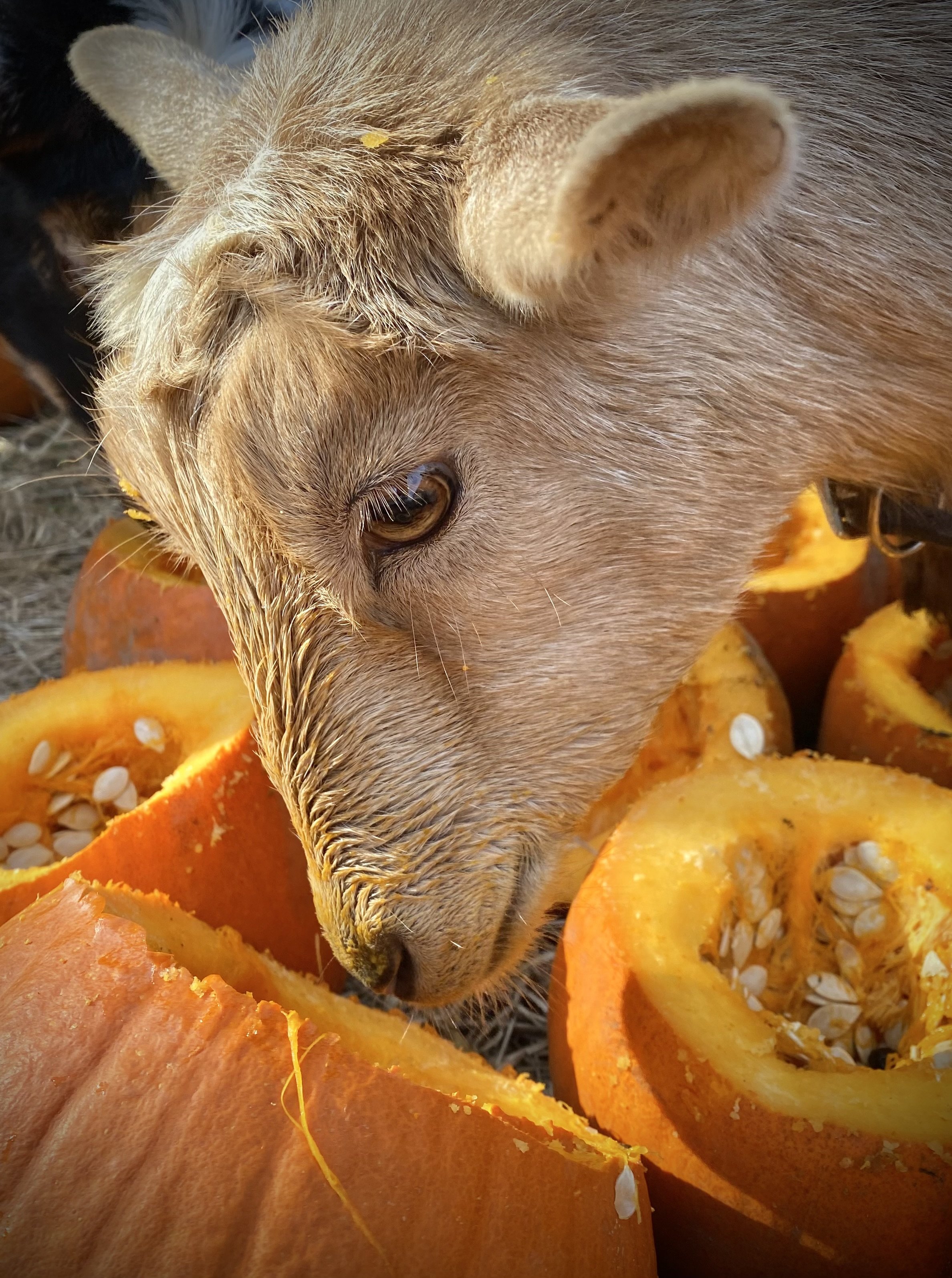 Happy enjoying some pumpkin - November 2023