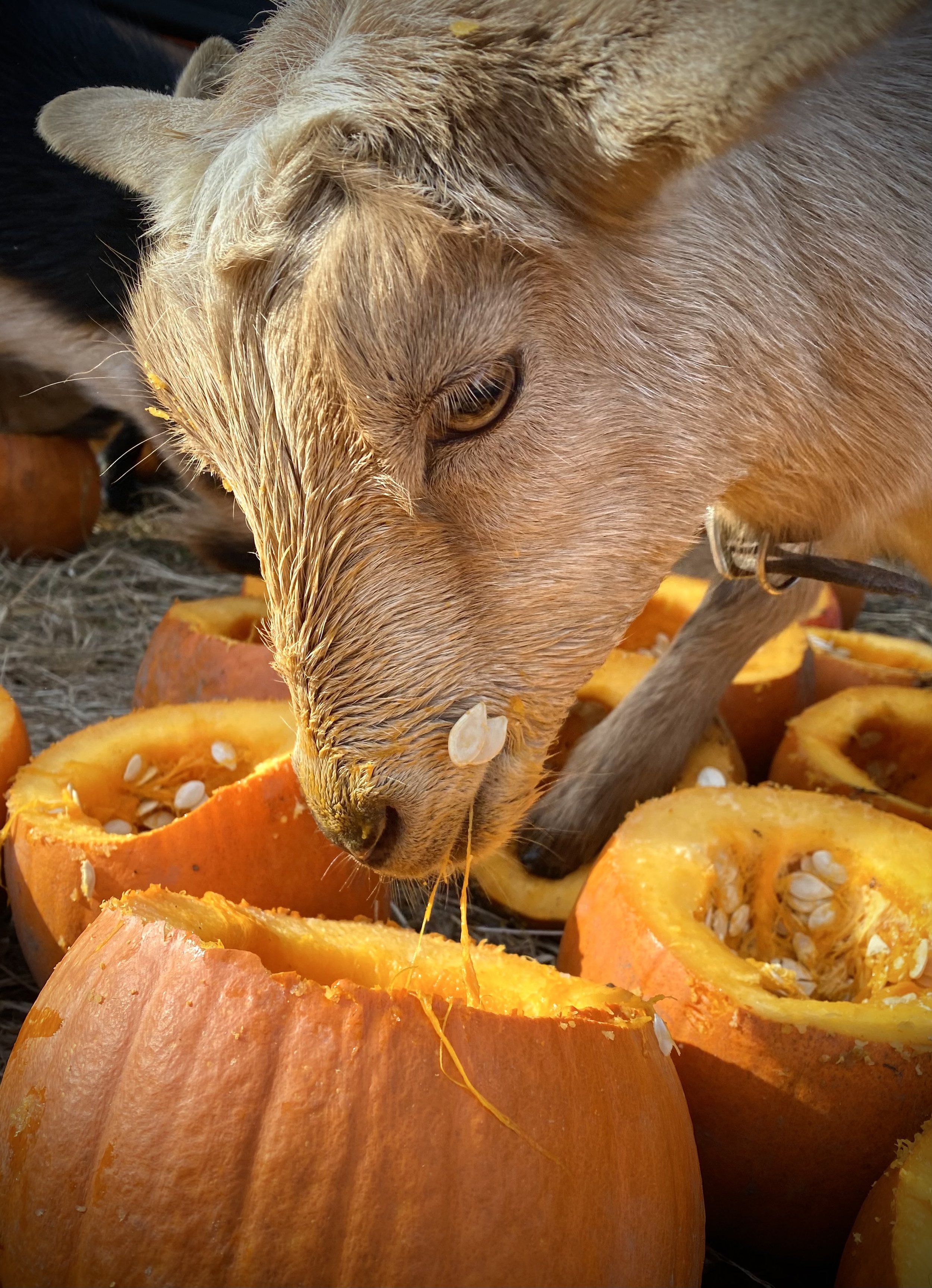Happy enjoying some pumpkin - November 2023
