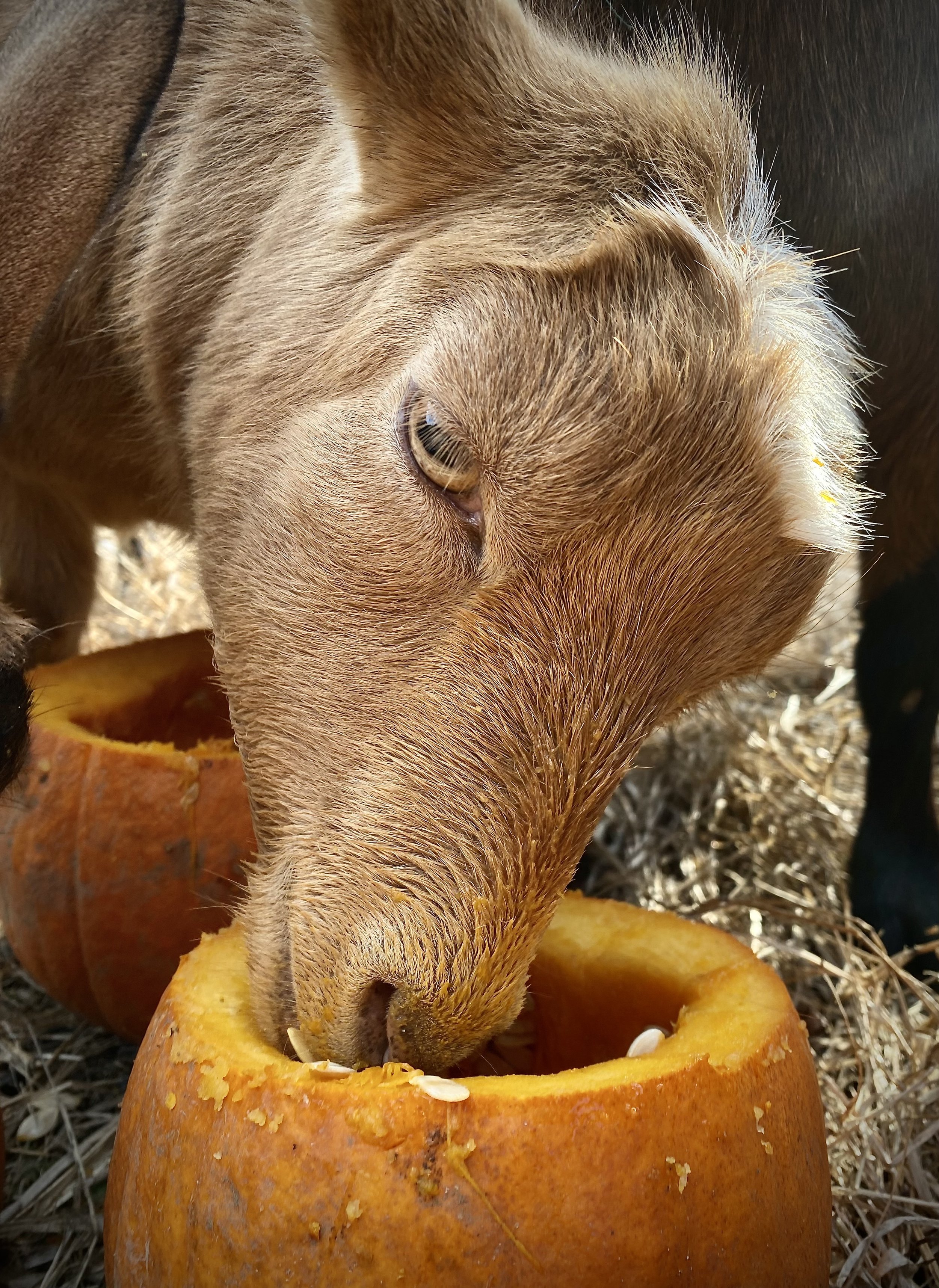 Honey enjoying some pumpkin - November 2023