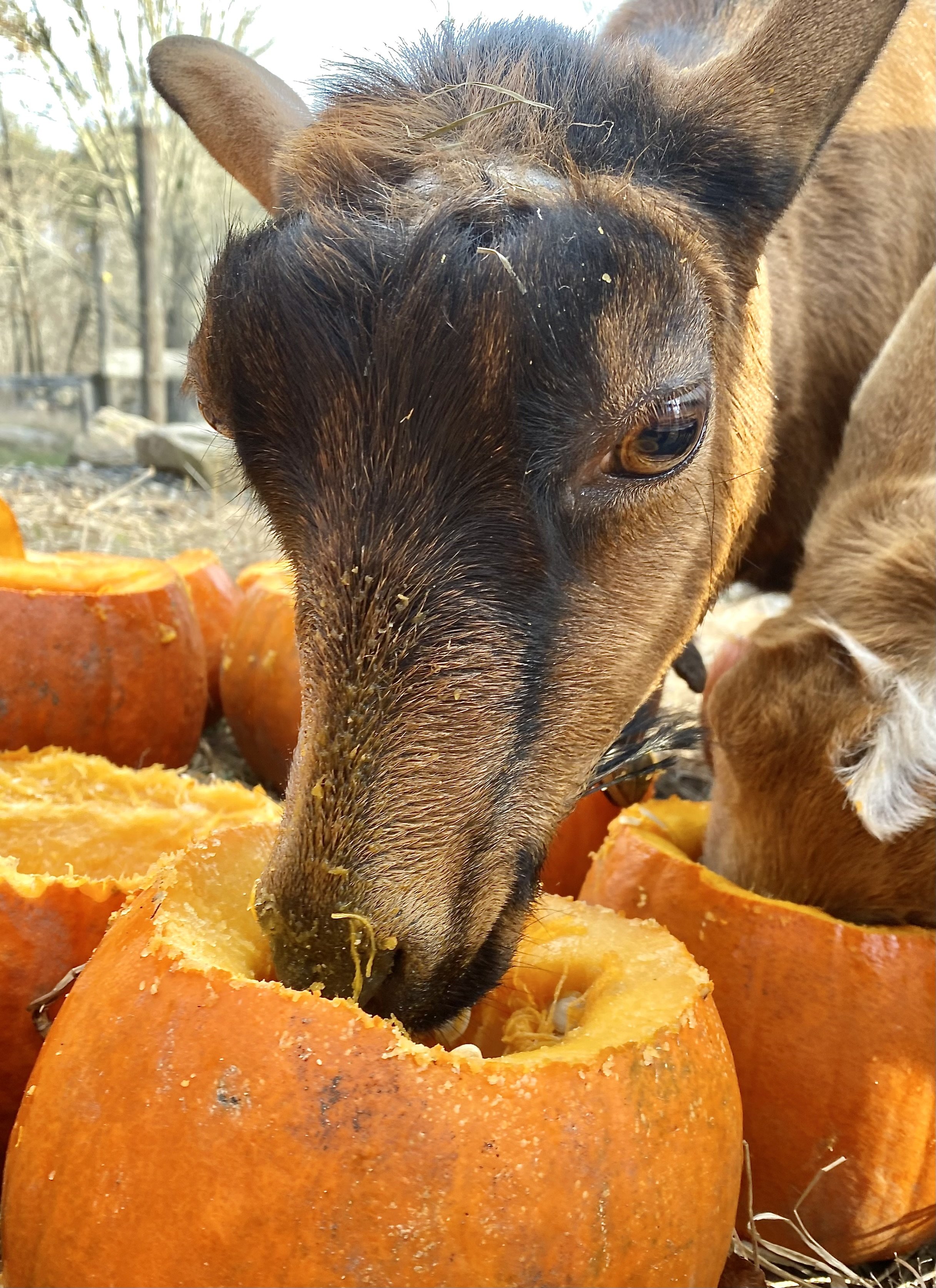 Skinny enjoying some pumpkin - November 2023