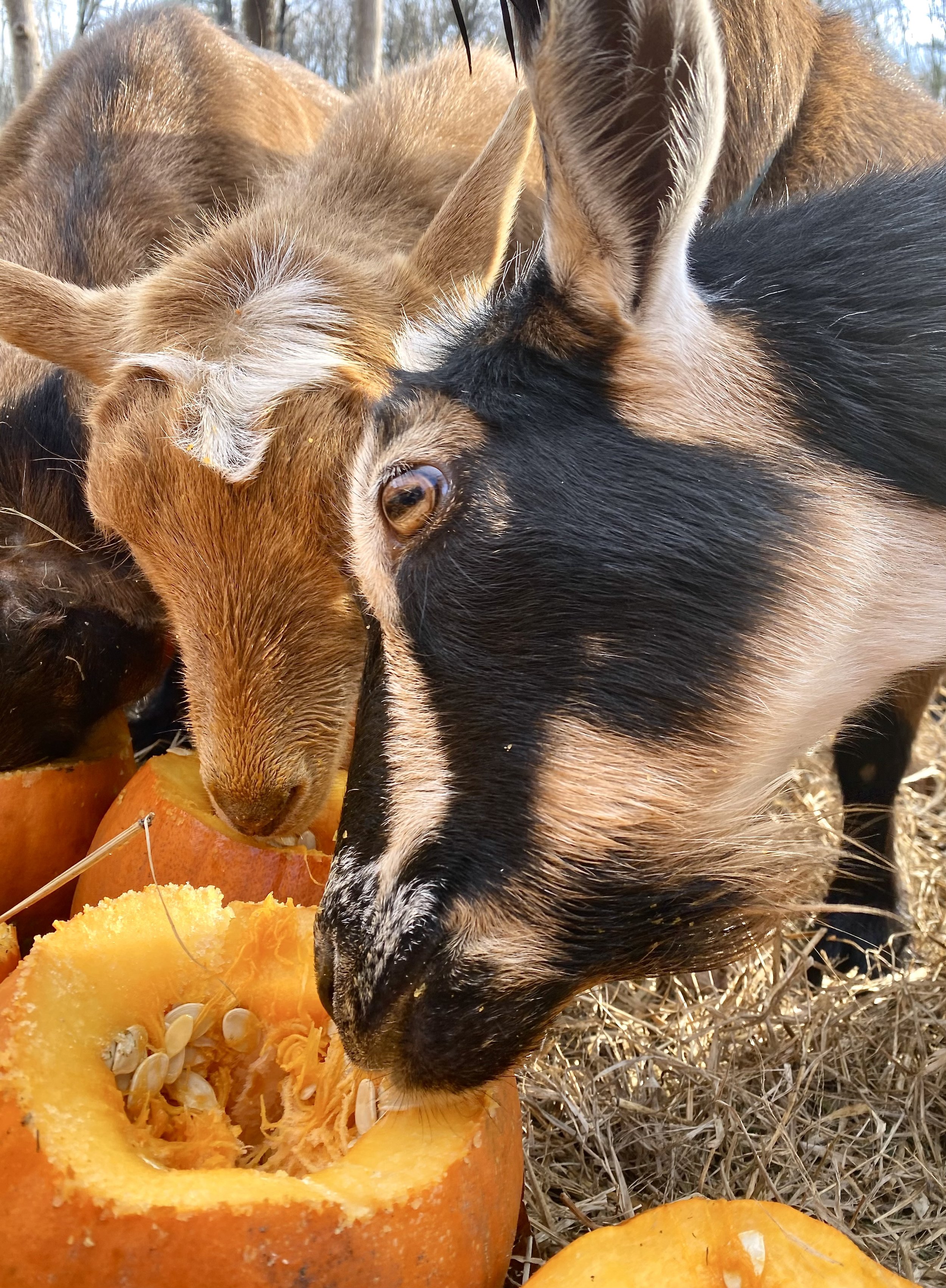 The Pill enjoying some pumpkin - November 2023