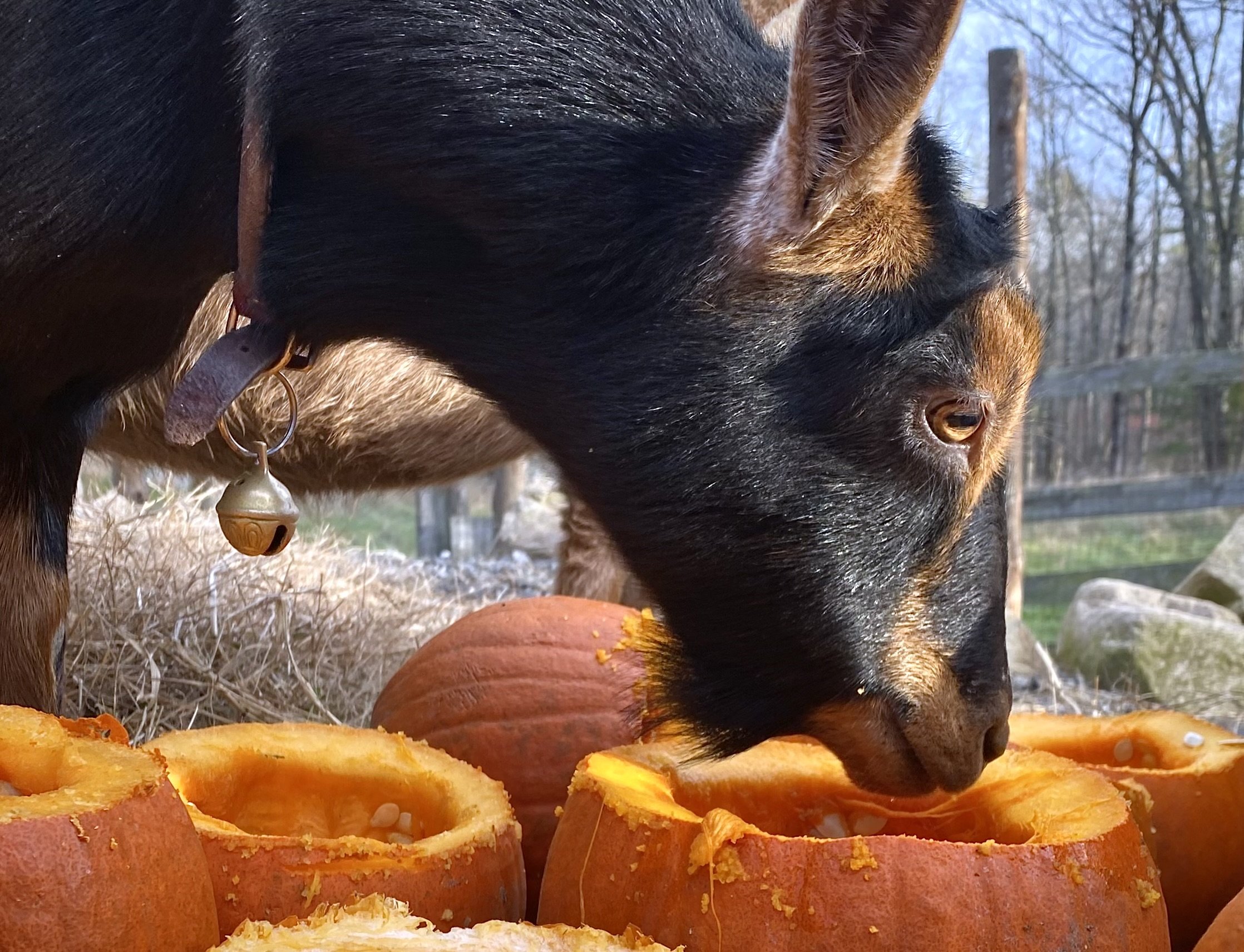 Ersa enjoying some pumpkin - November 2023