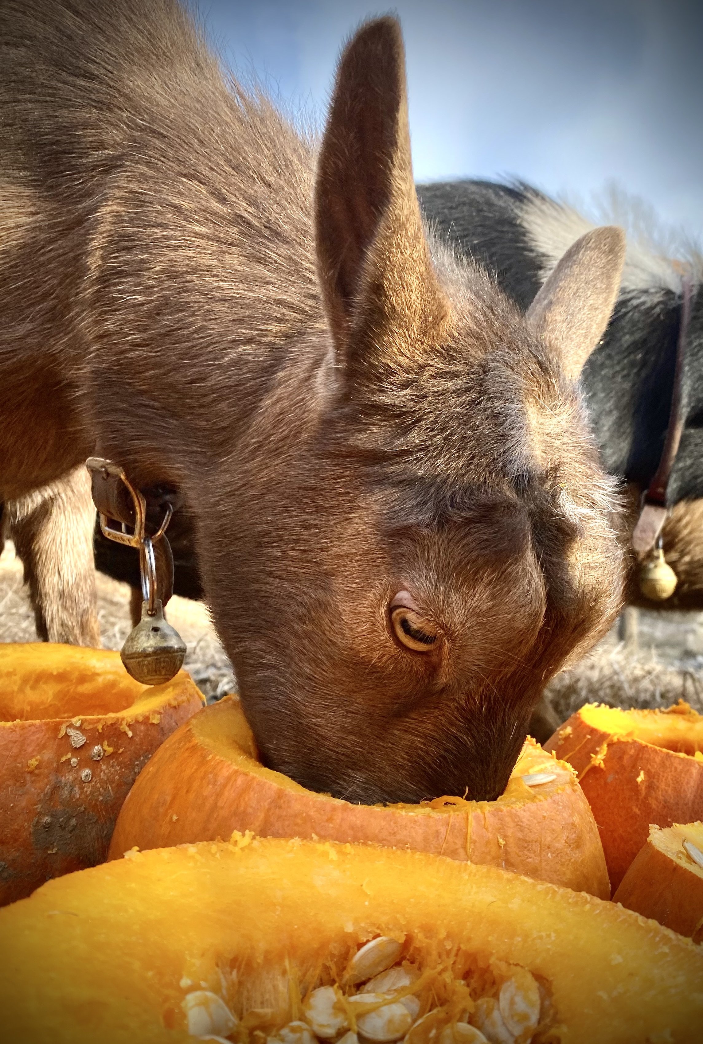 Lovey enjoying some pumpkin - November 2023