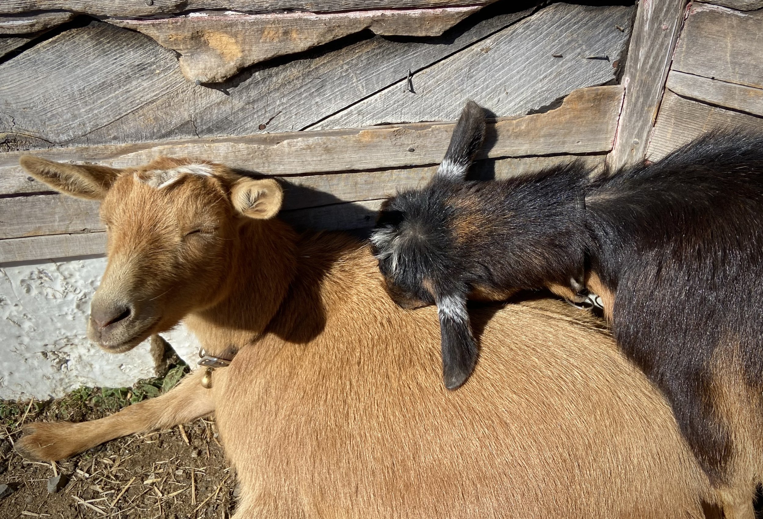 Honey Mead sunbathing while Tippy sleeps standing up - February 2024