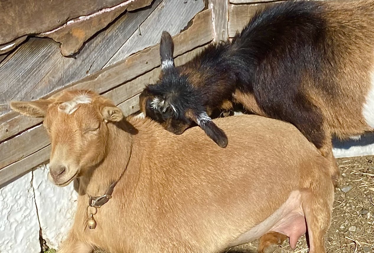 Honey Mead sunbathing while Tippy sleeps standing up - February 2024