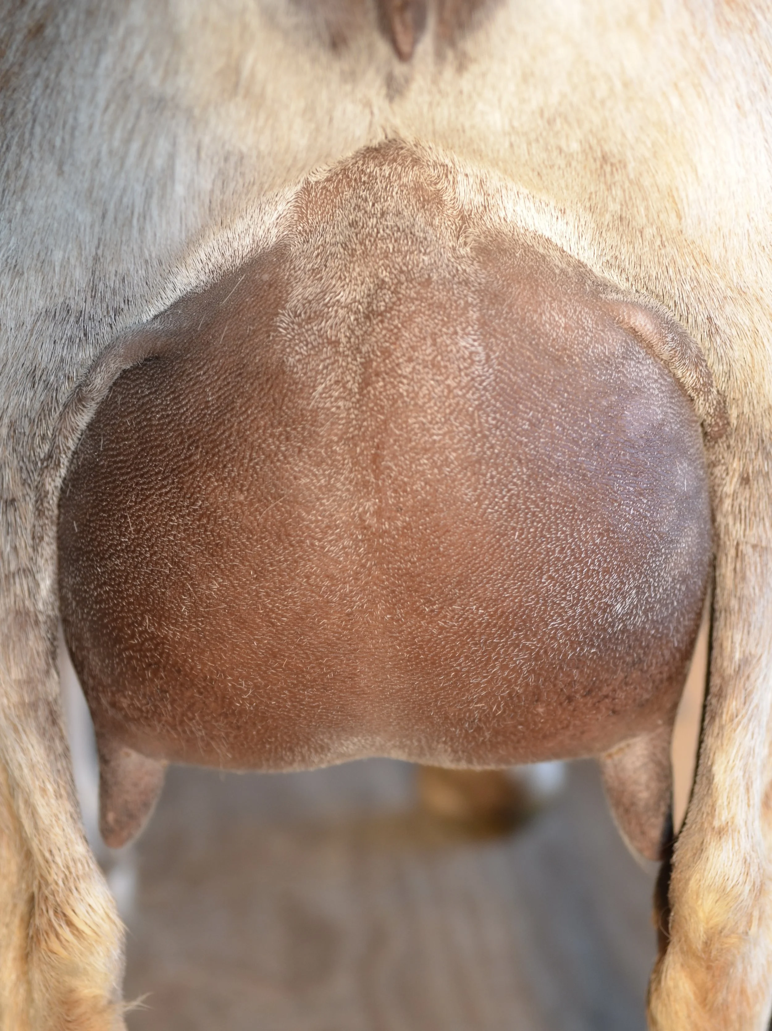 Fawn's 9th freshening glued on udder