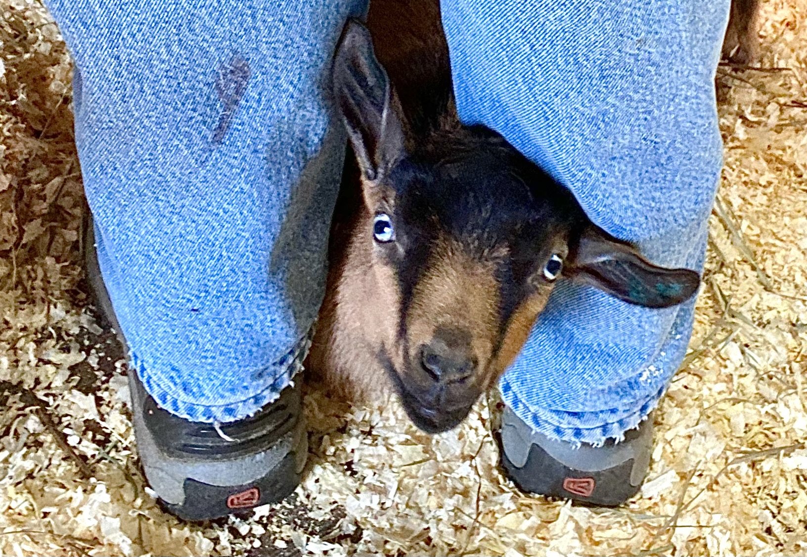 Hootie's favorite place to hang out while I bottle feed all the other kids.