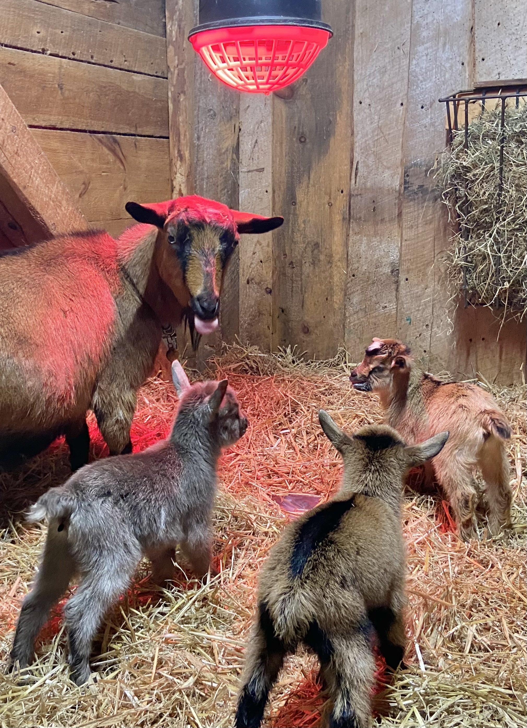 Newborn with her dam and littermates.