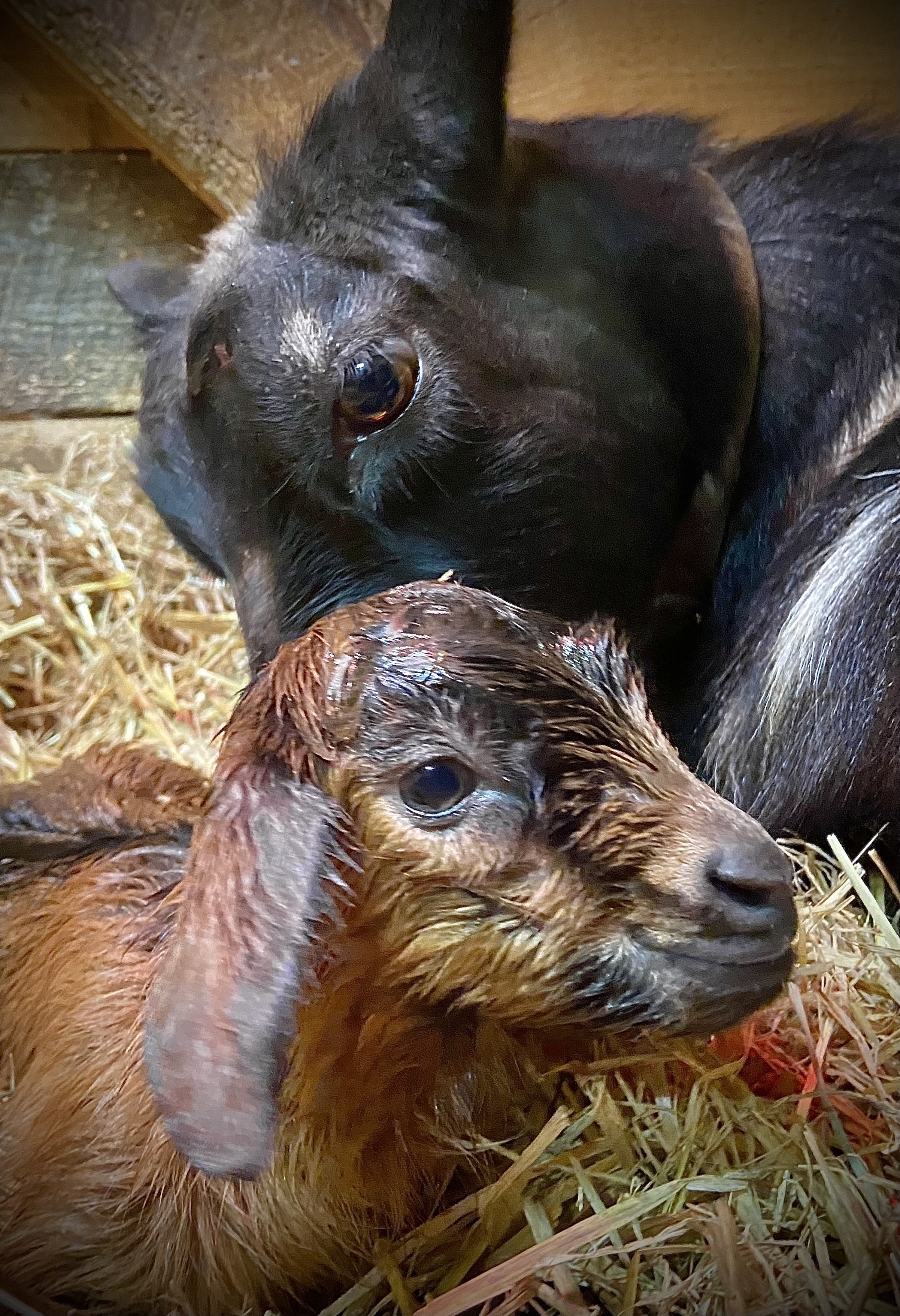 Only a few minutes old!