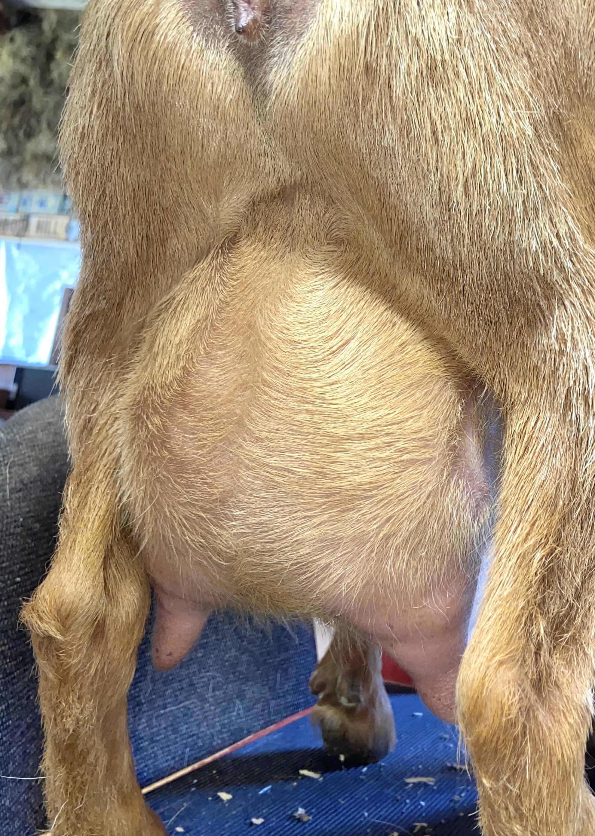 April 2024 - cute, hairy, little, promising 1st fresh udder almost 2 months fresh.