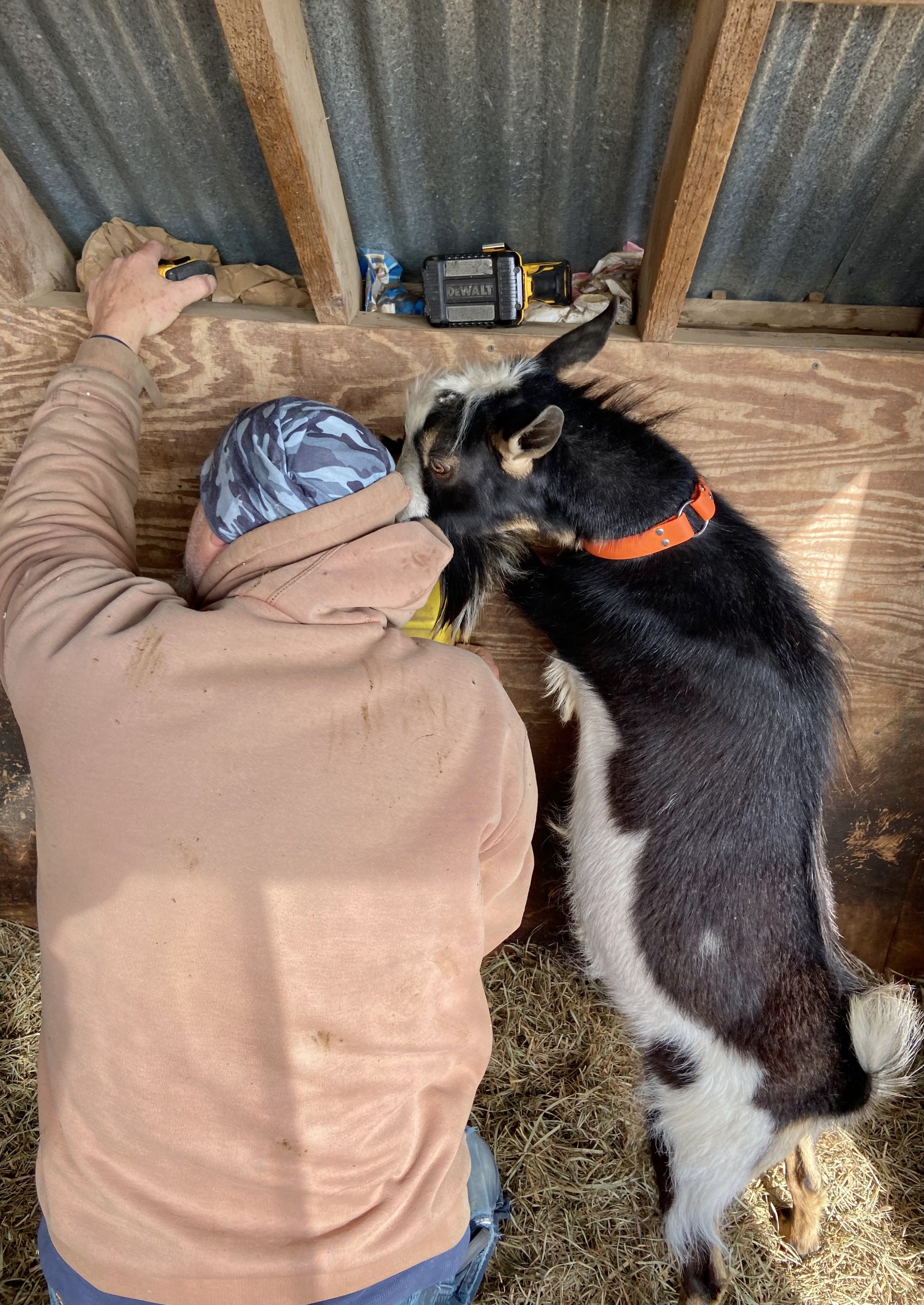 Helping hang mineral feeders - May 2024