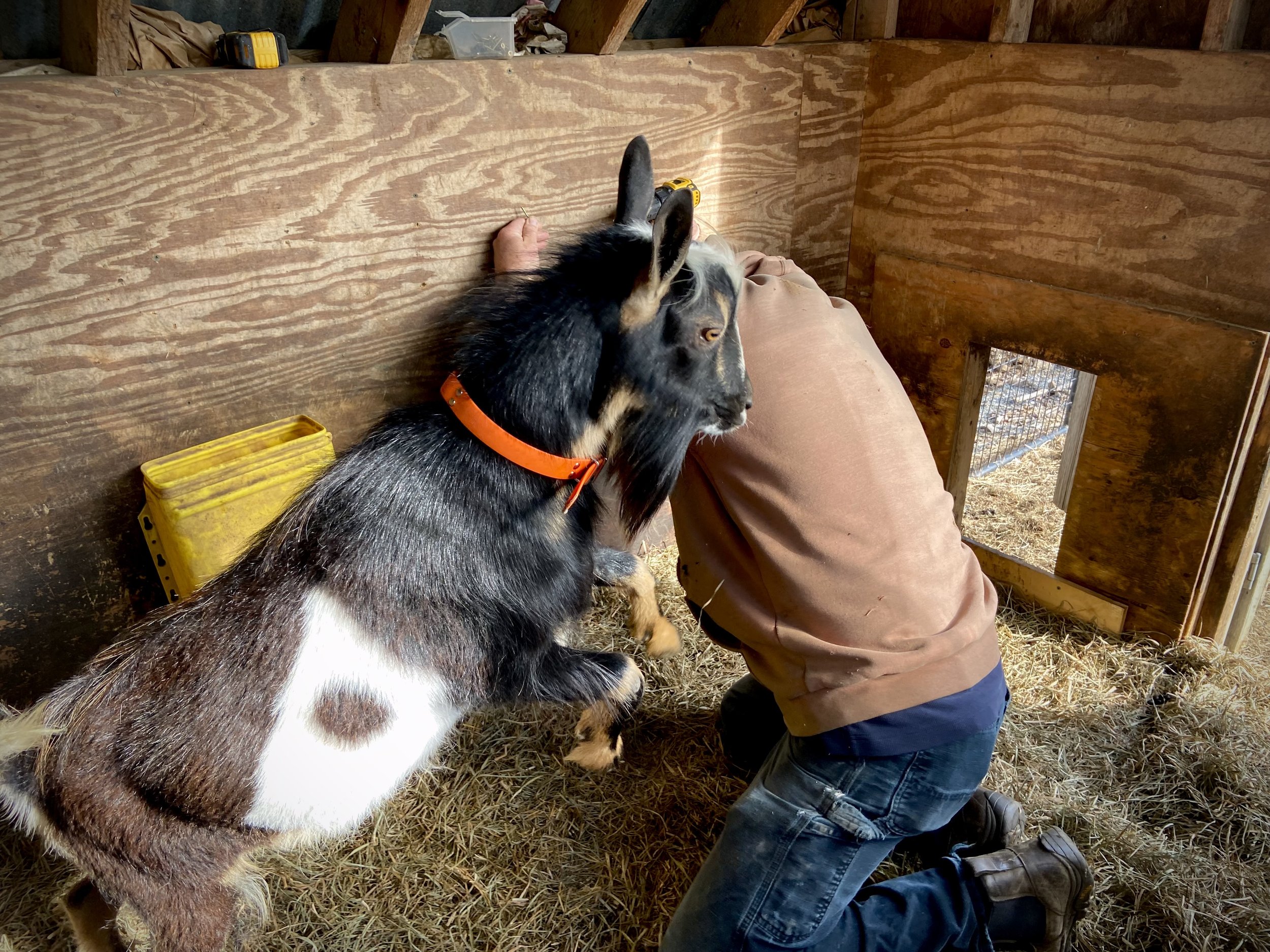 Helping hang mineral feeders - May 2024