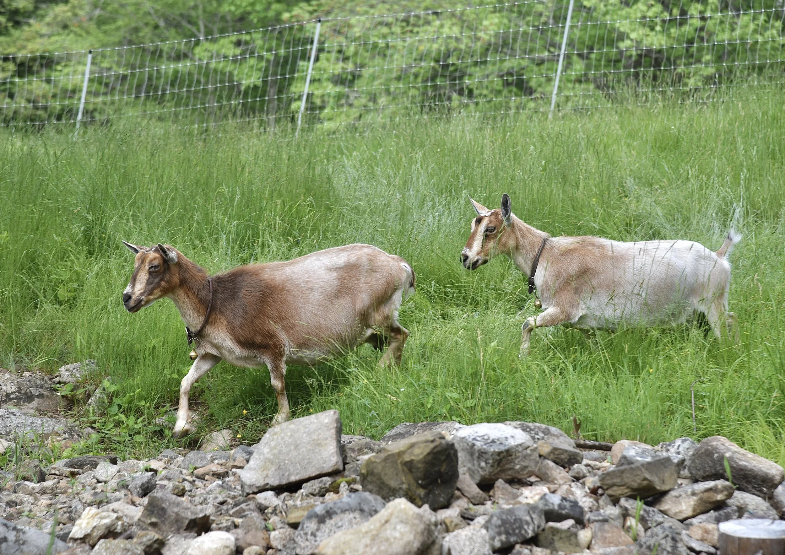 Swift Impala following her dam - June 2nd, 2025