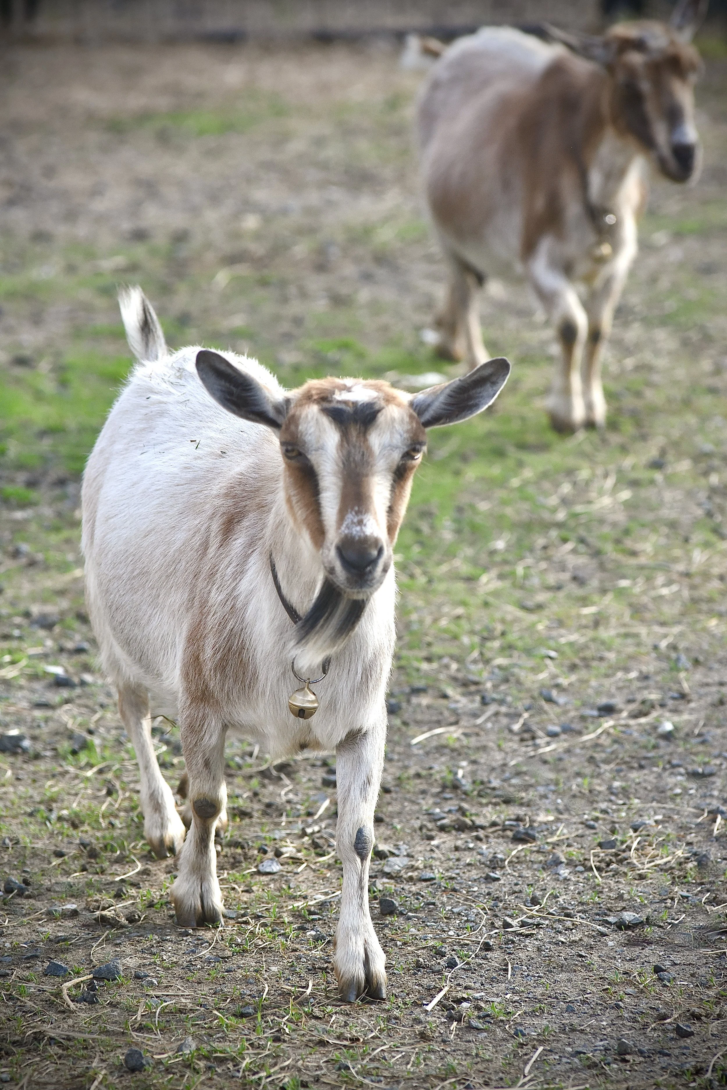 Impy w/ her dam Zelle in the background - May 8th, 2025