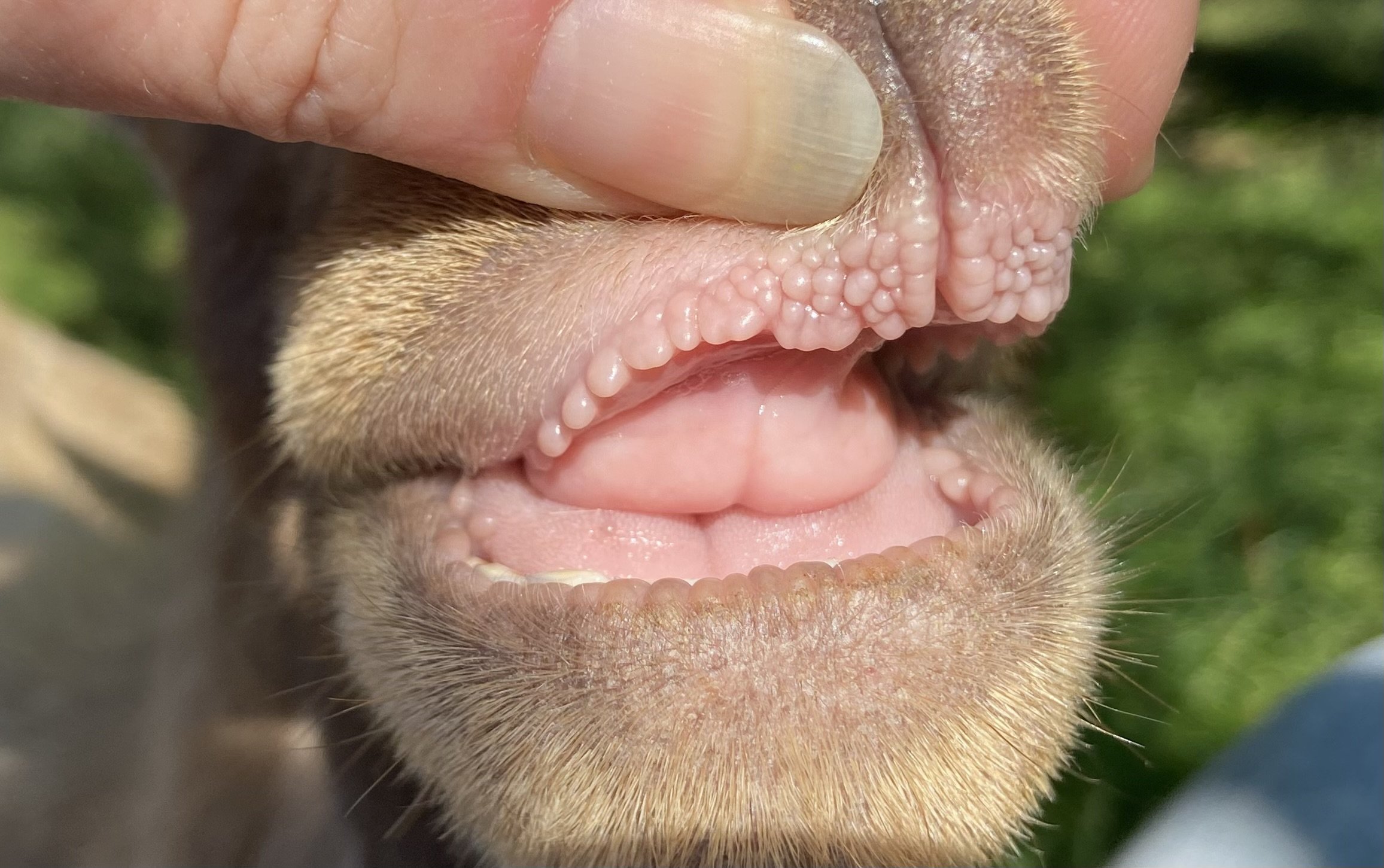 (2025-7-4) Quinoa Lips