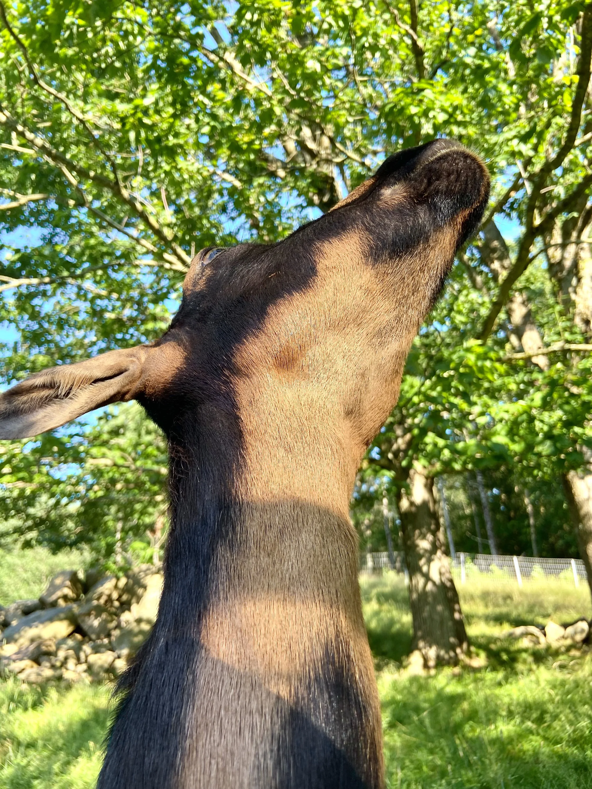Raimy worshipping the sun - July 3rd, 2025