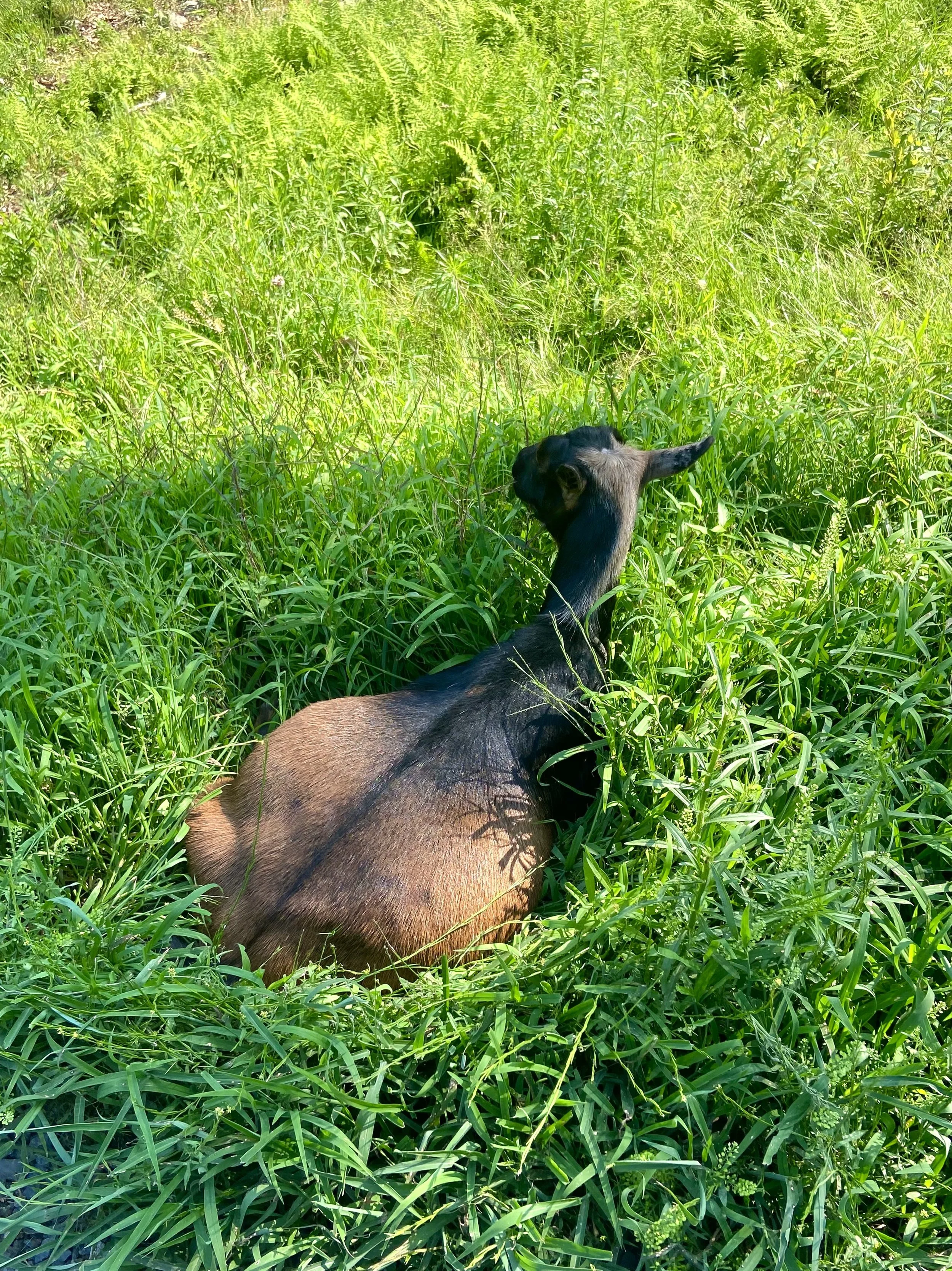 LeeLoni staying cool during a heatwave - July 30-2025