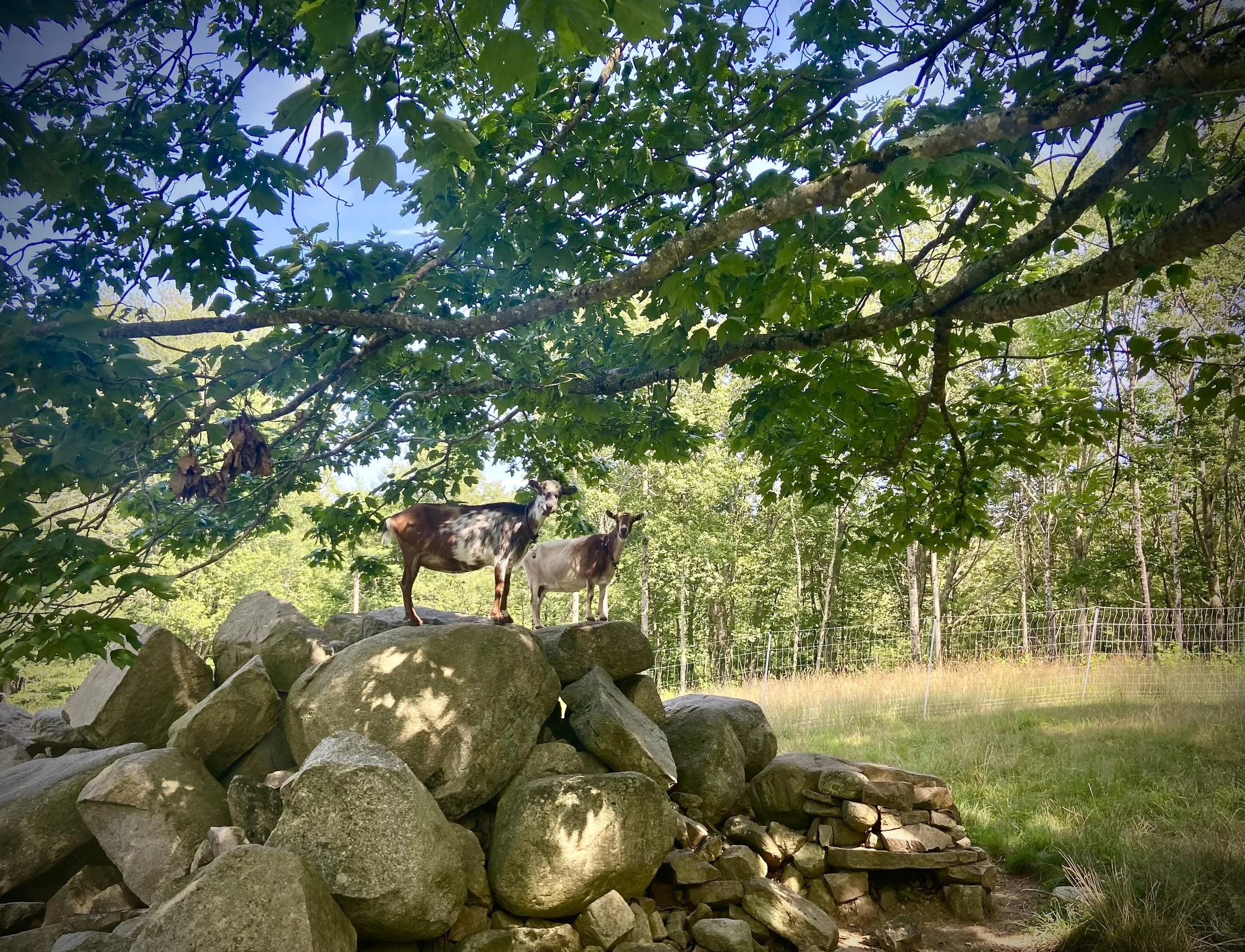 July 20th, 2025 - Zelle hanging out on the rocks with her favorite daughter; Lana