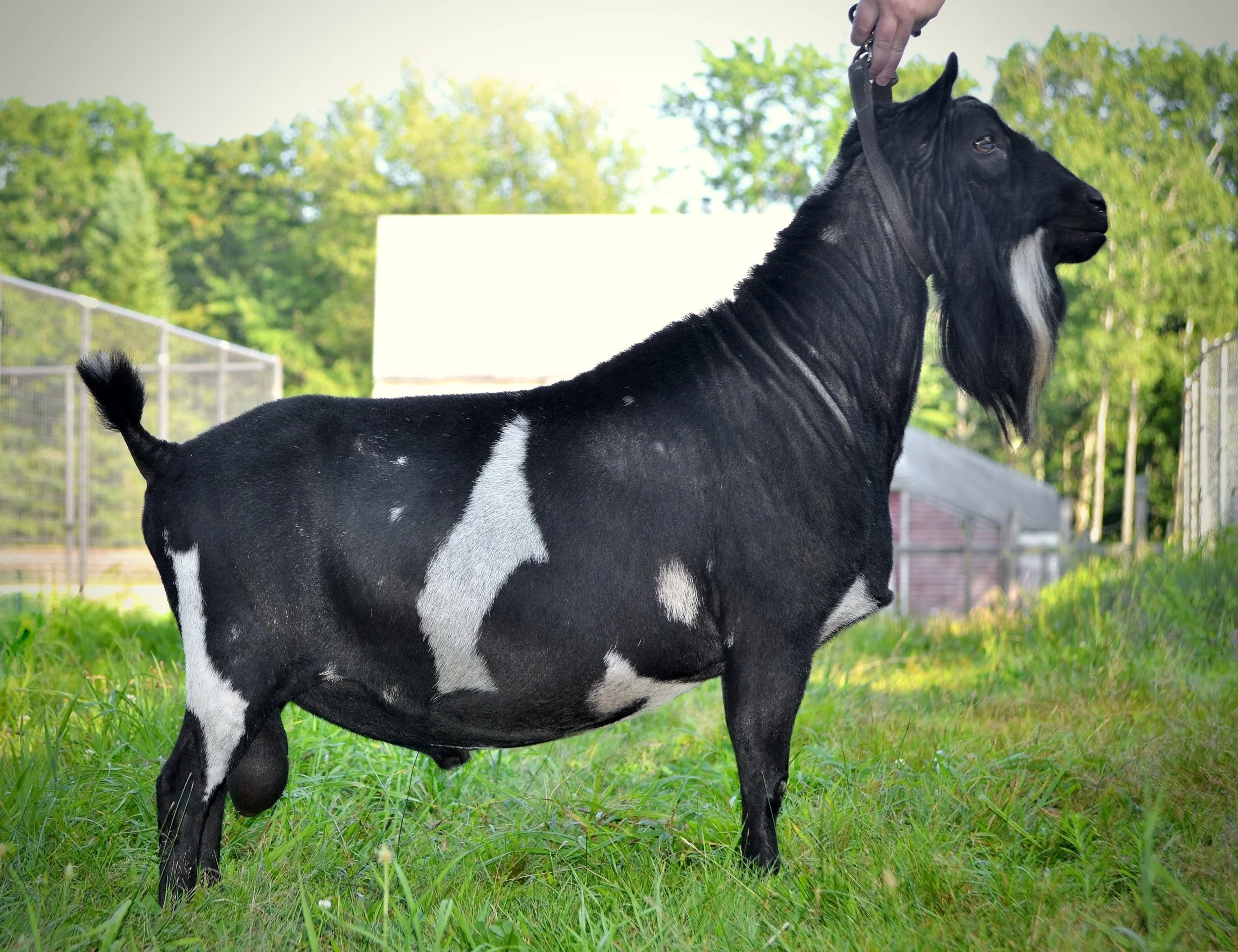 (2017-8-9)_026OMF Sayomis copy.JPG