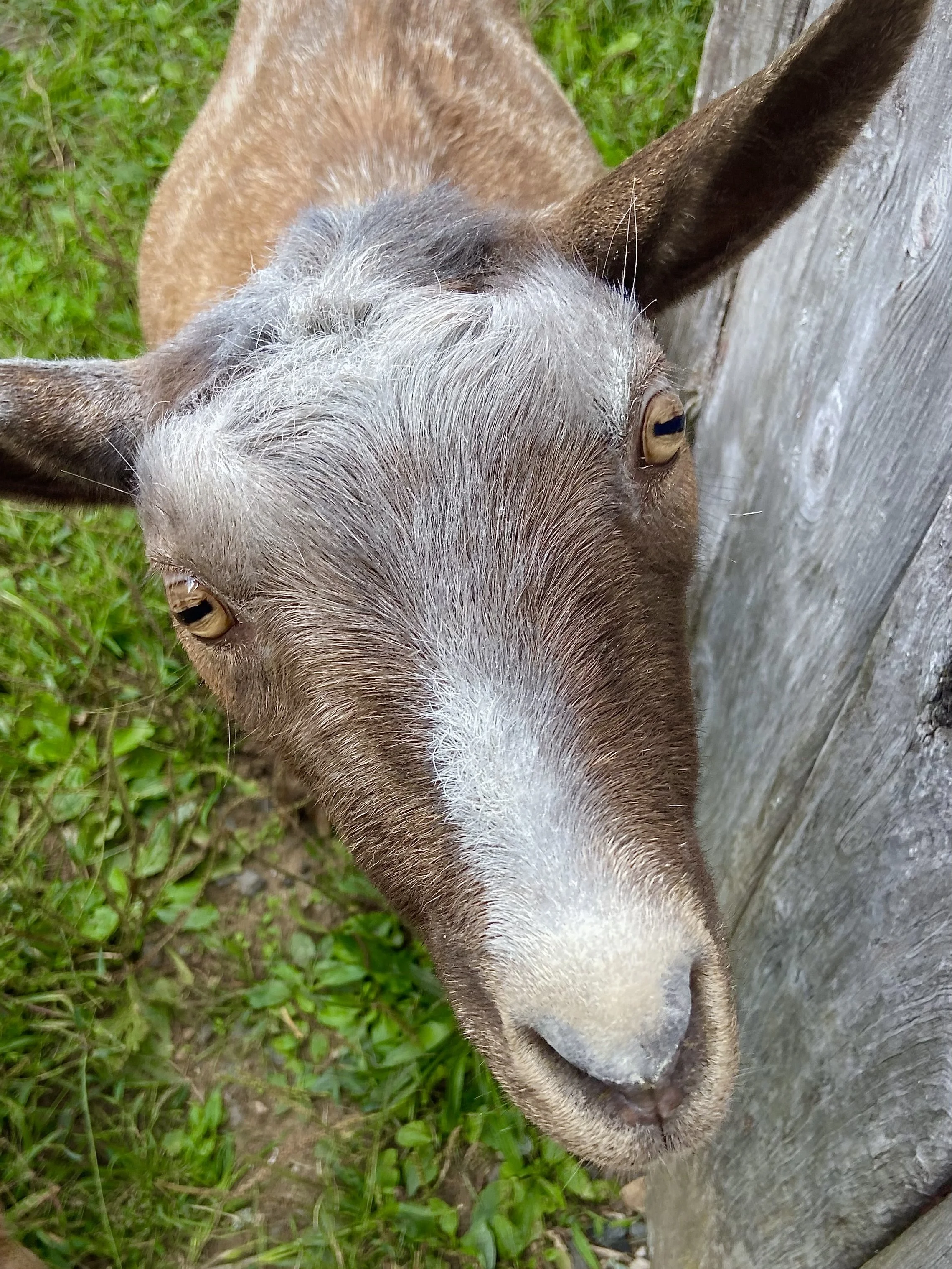 Caught Lovey abusing the barn. Actions have consequences LOL - Sept. 17th, 2025