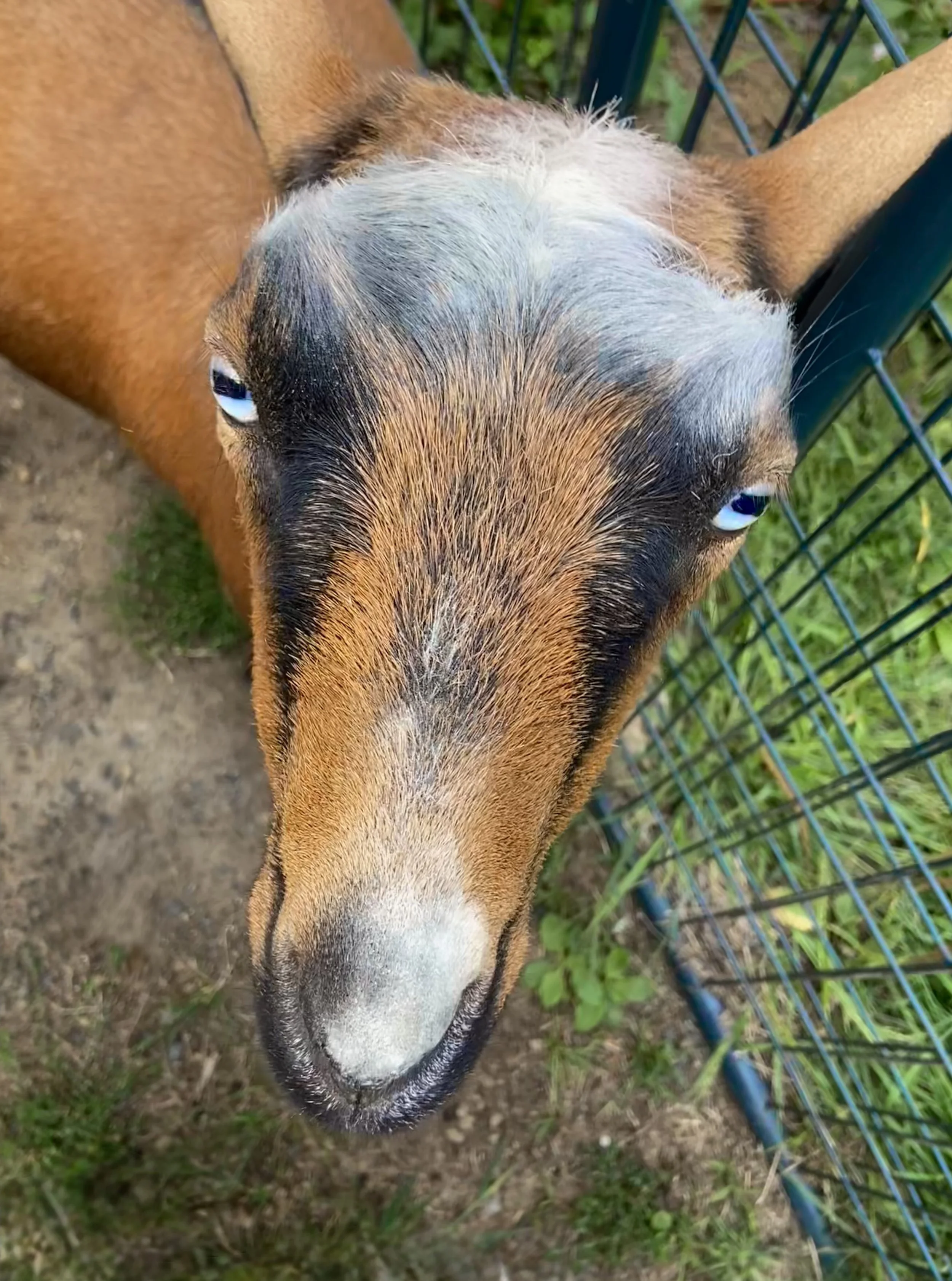 Caught Shivoo abusing the barn. Actions have consequences LOL - Sept. 17th, 2025