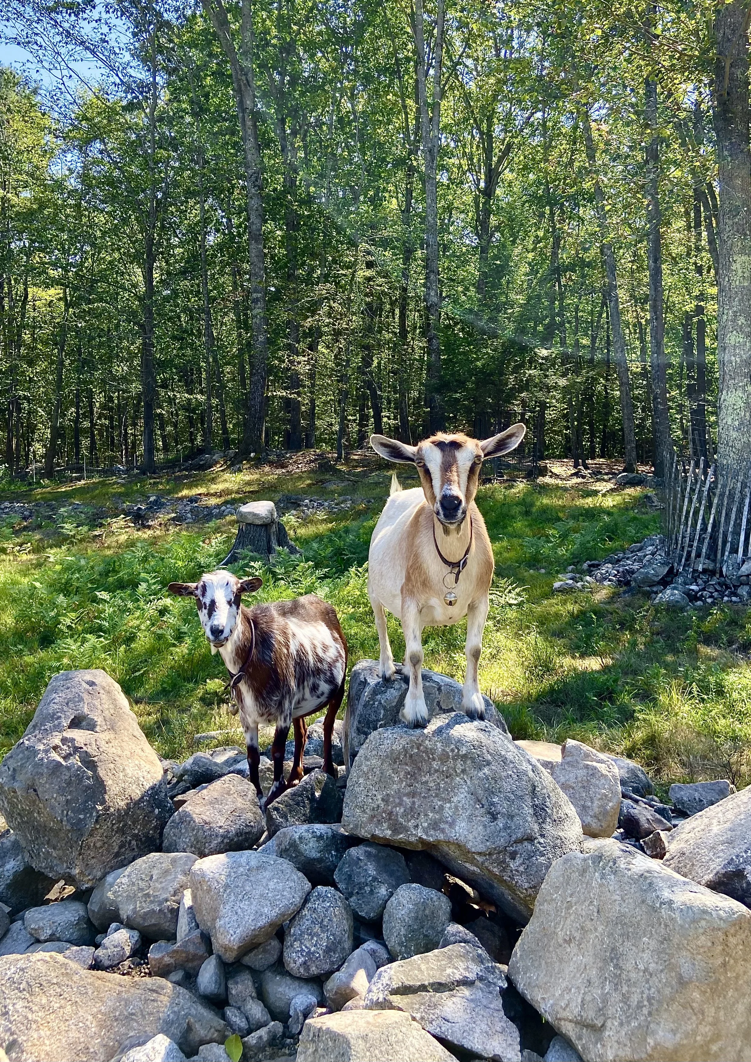 Swift Impala with her maternal sister ZvetLana - 9/2/2025