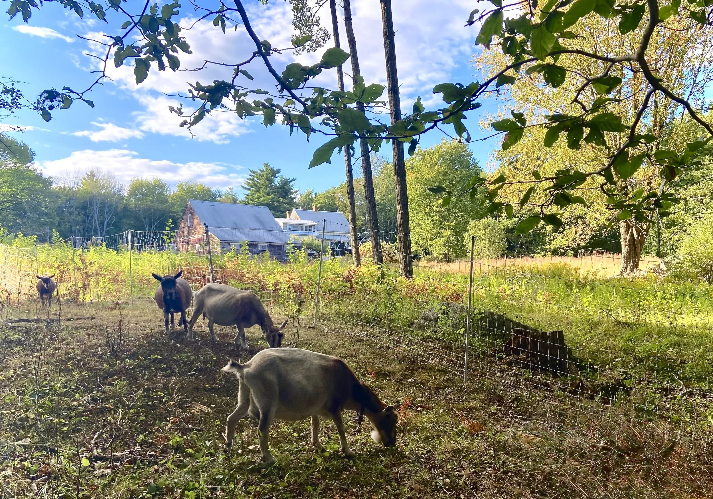 August 27th, 2025 - Gazelle (& others) browsing