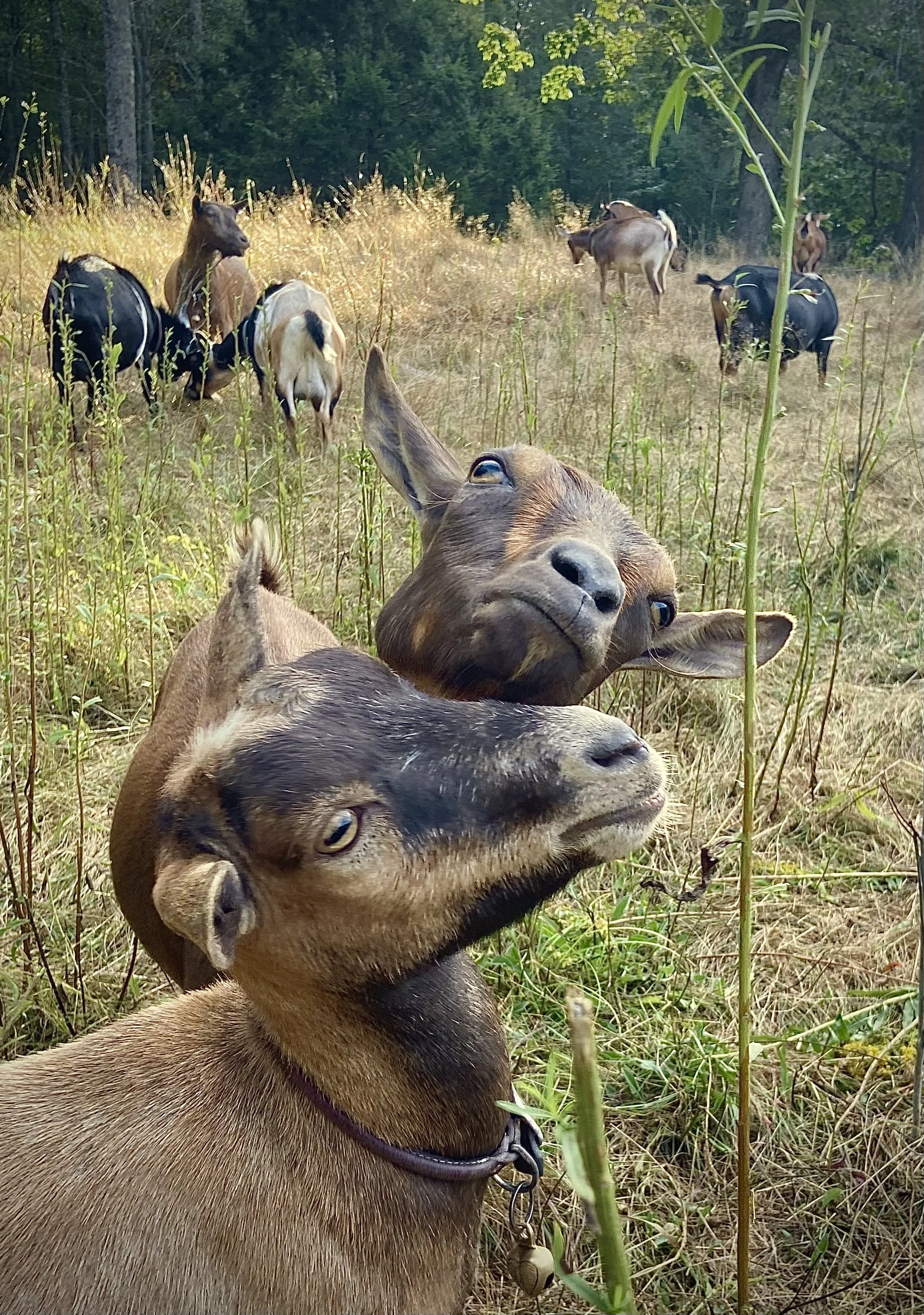 Coffee w/ Sweet Hart in woodland pasture - 8/26/25