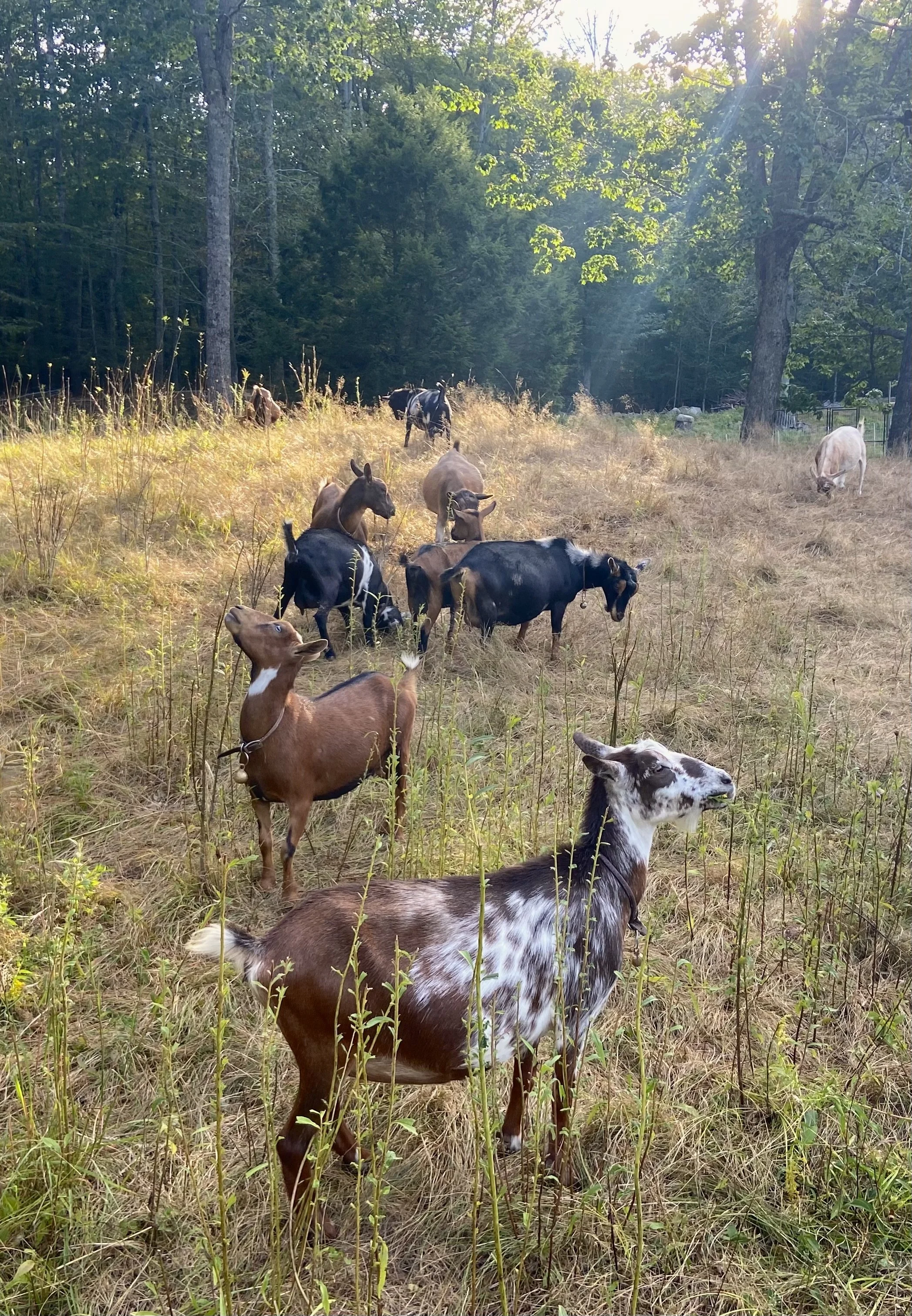 8/26/25 - Lana browsing with the doe herd