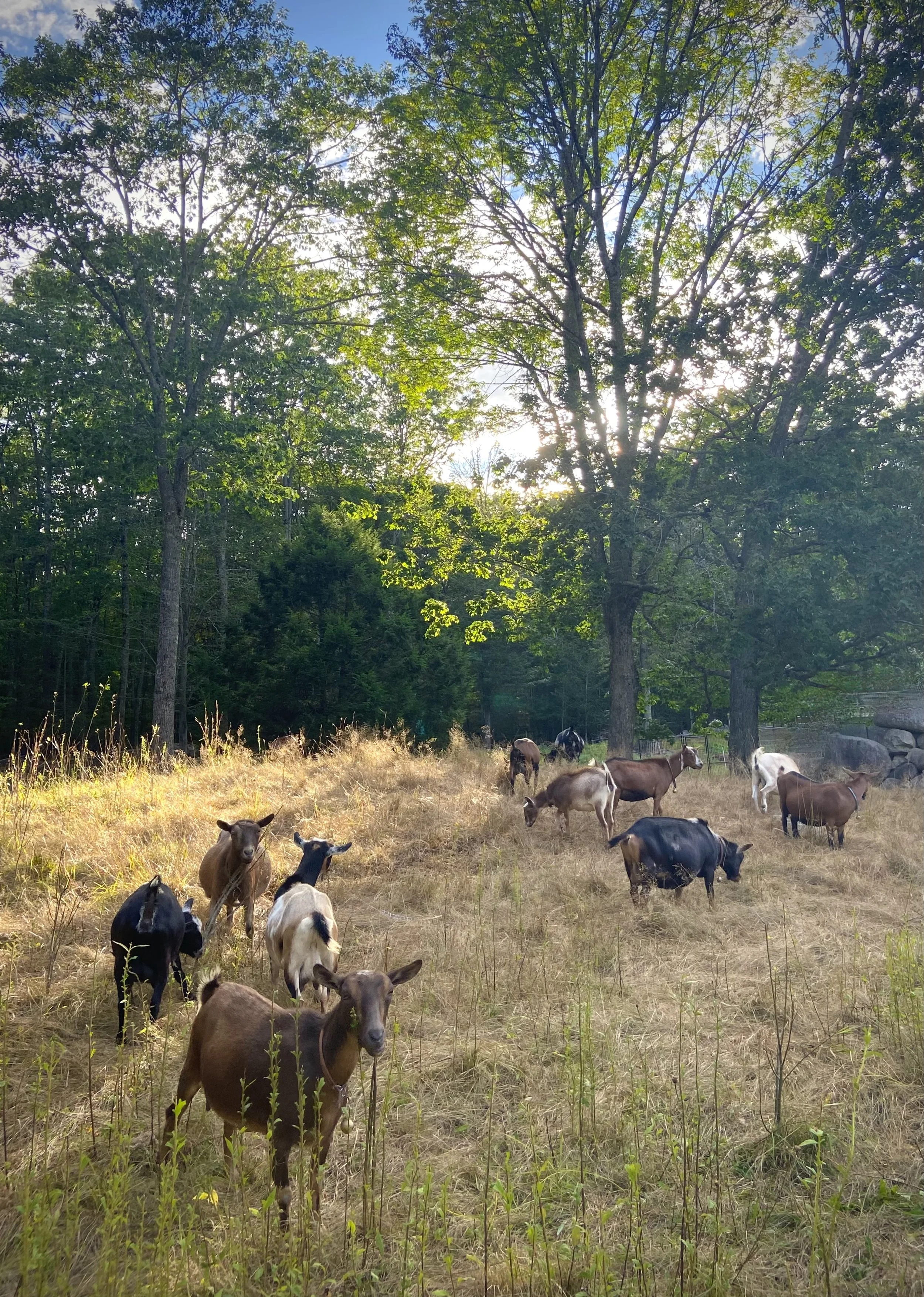 8/26/25 - Sweetie browsing w/the doe herd
