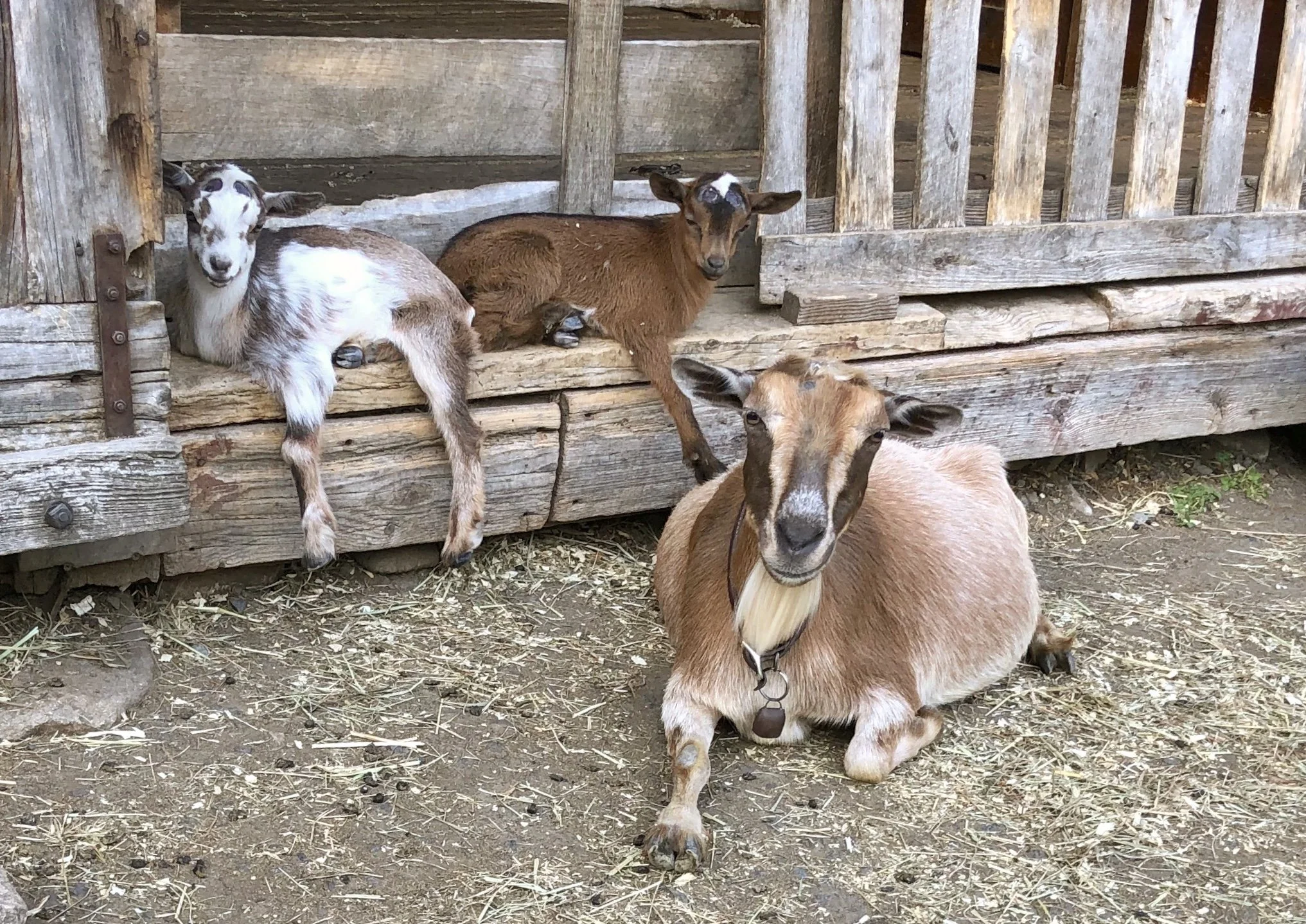 July 4th, 2022 - Lana w/her dam Gazelle and her sister Zvetleena