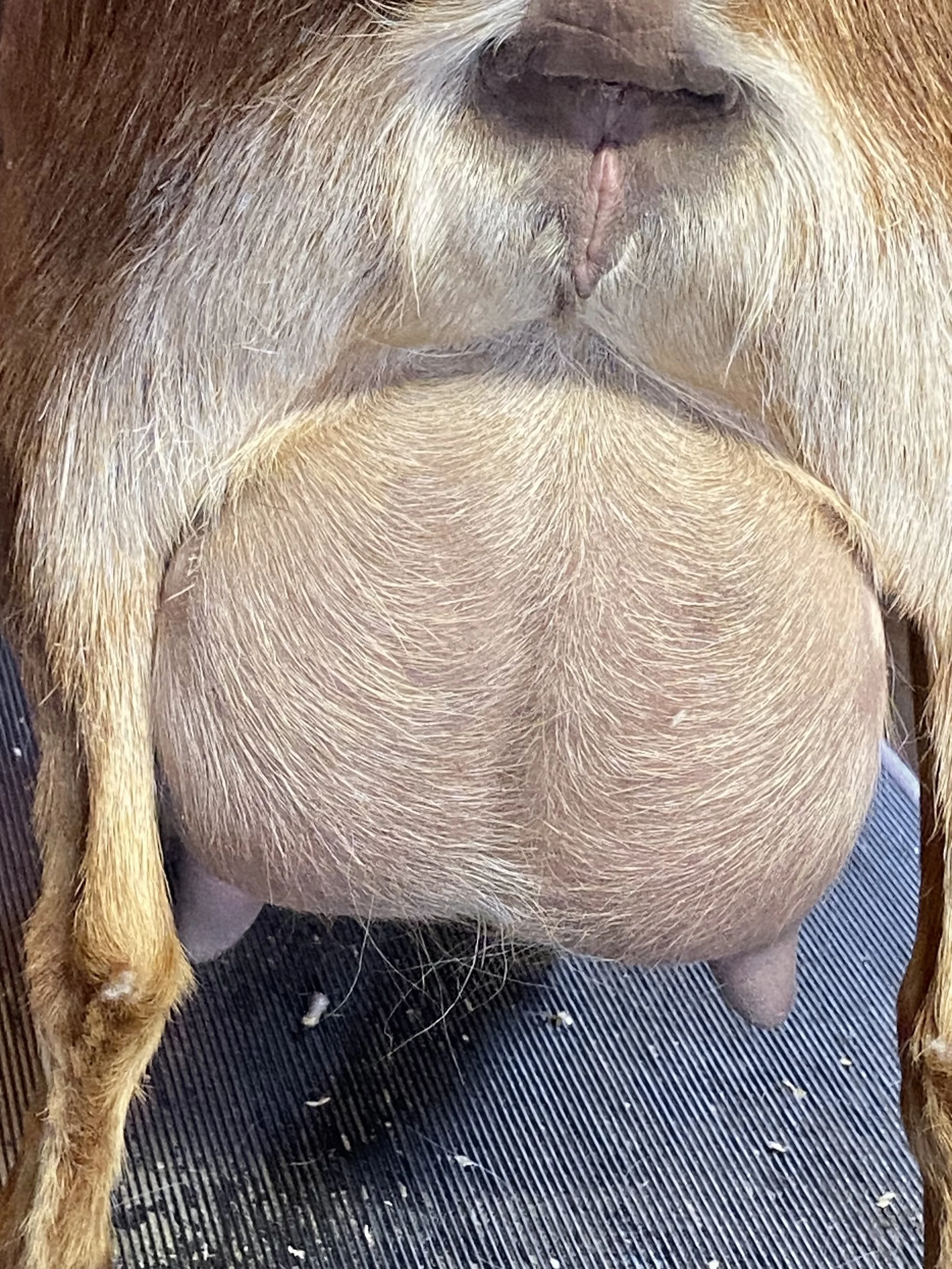 3/24/25 - Sweetie's 3rd fresh udder