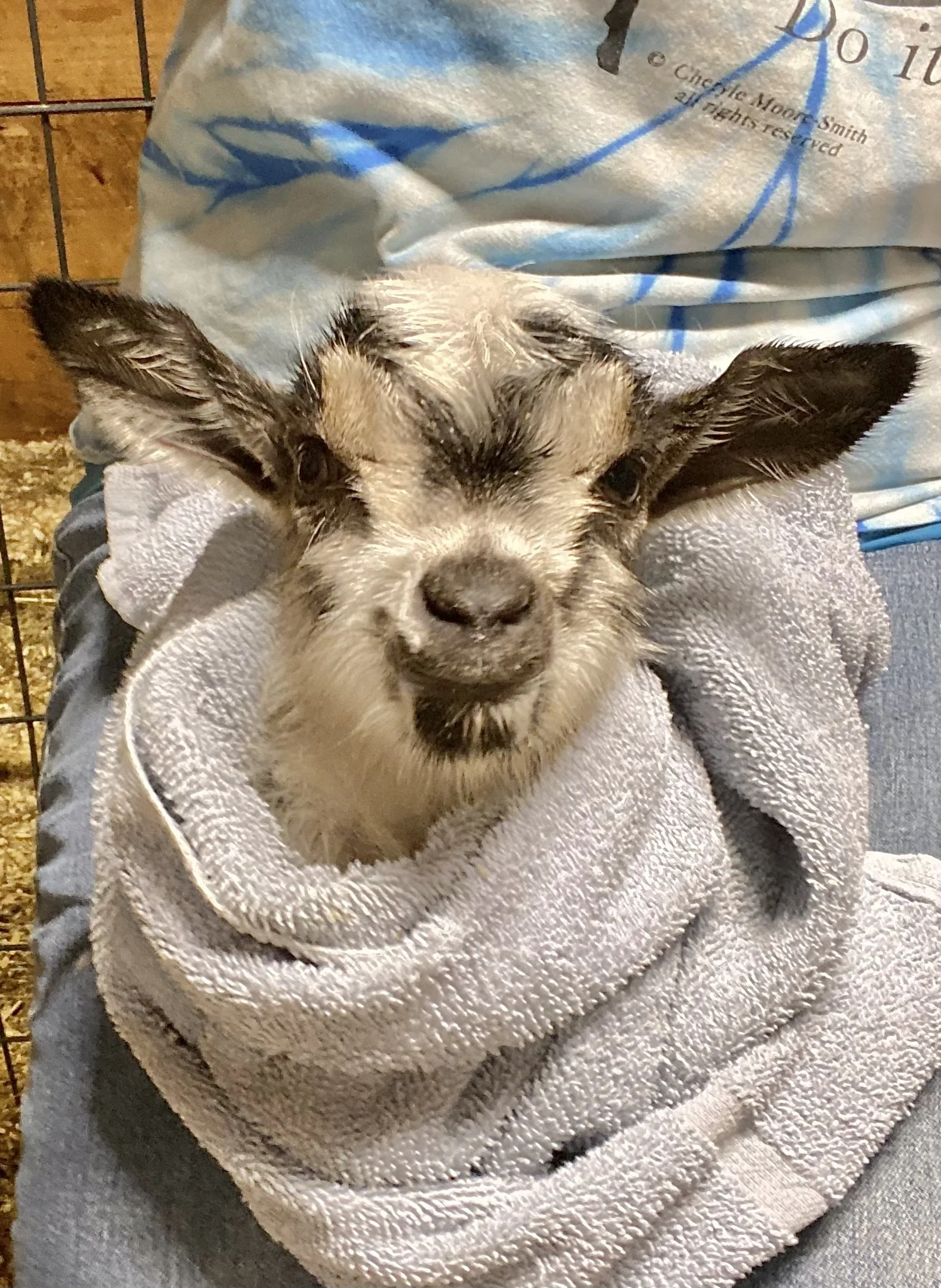 3/17/25 Mal, just minutes old
