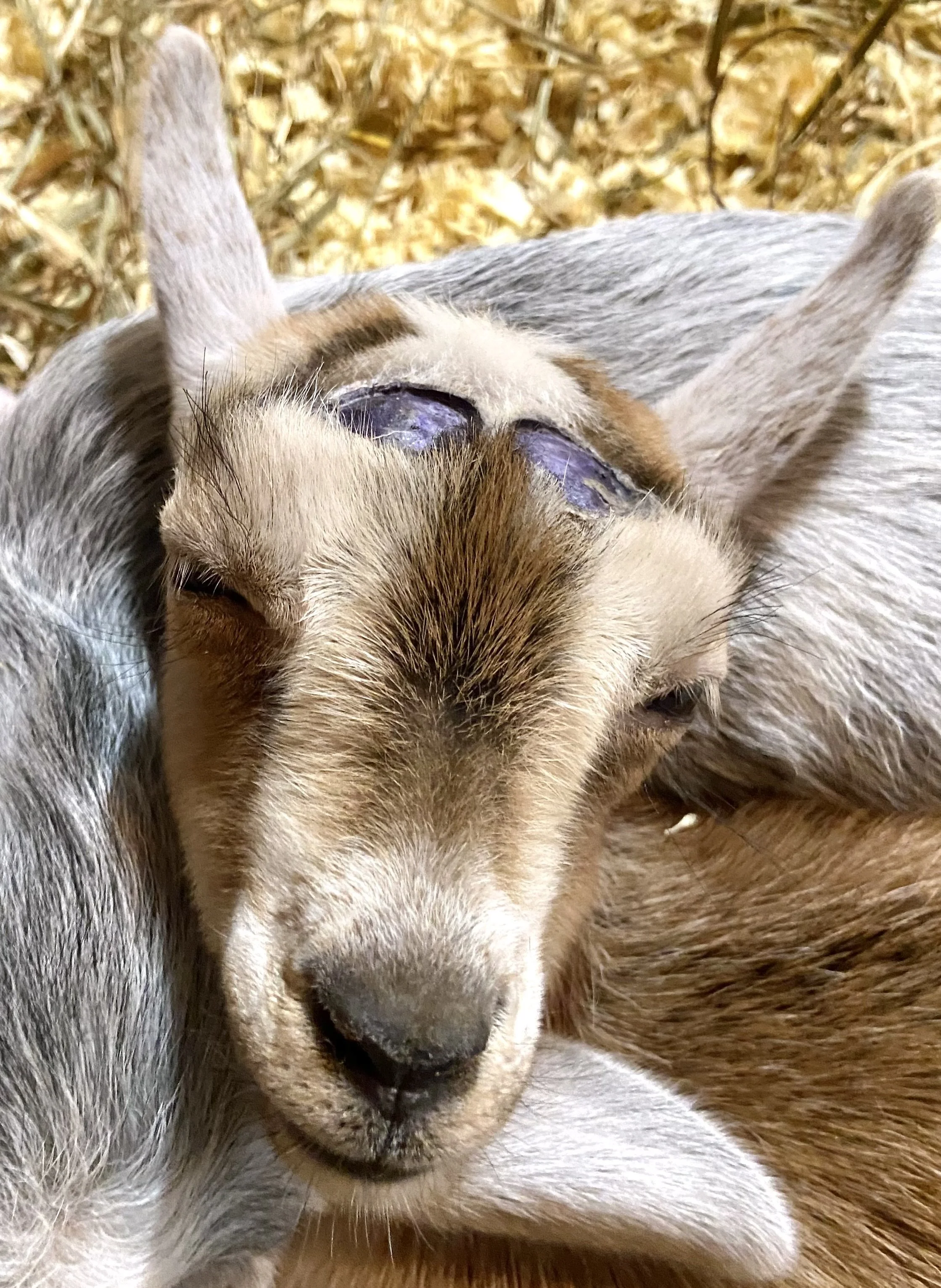3/16/25 - sleeping Effy