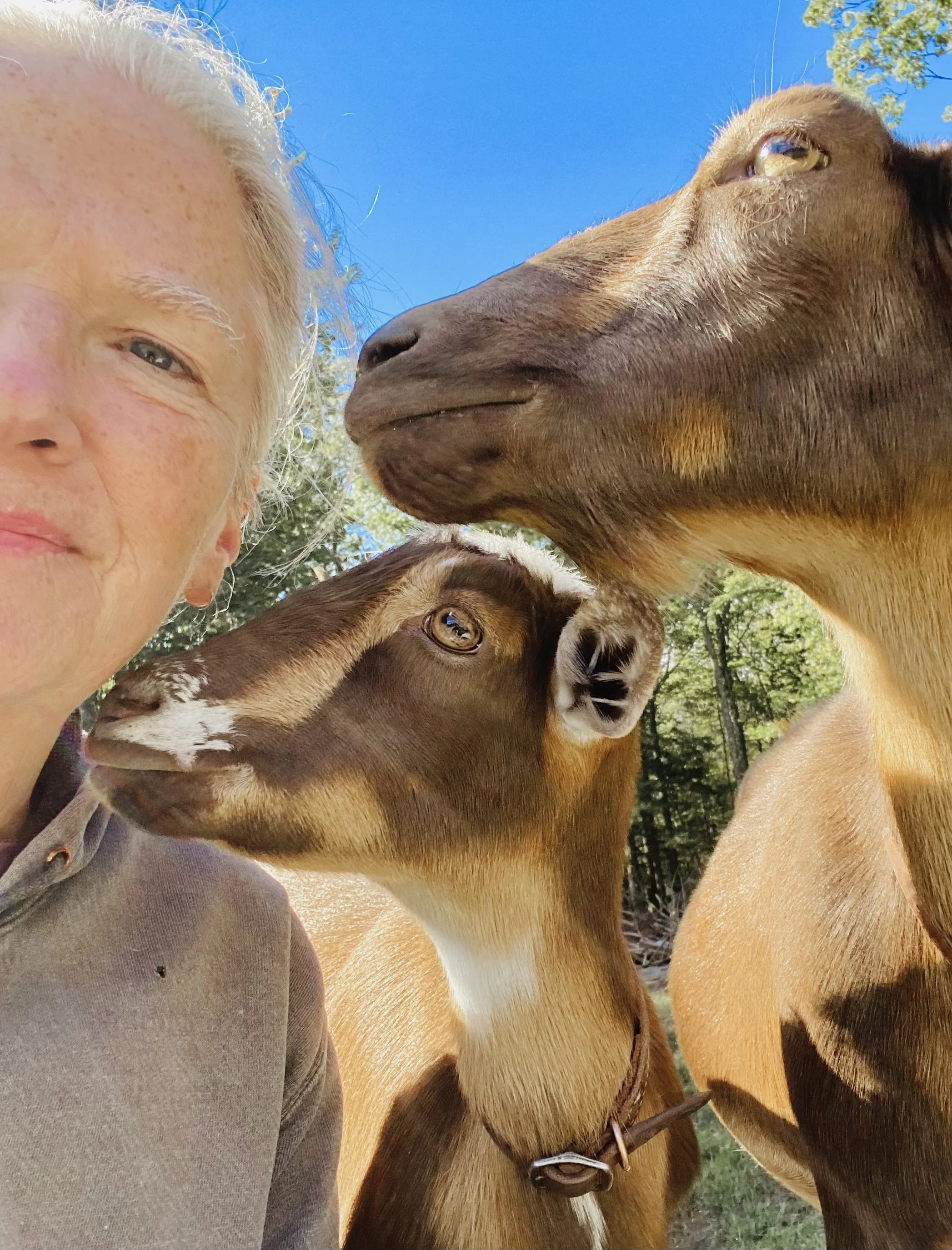 Cheryle w/ ZVanna Rider &amp; Sweet Hart - 10/2/2025