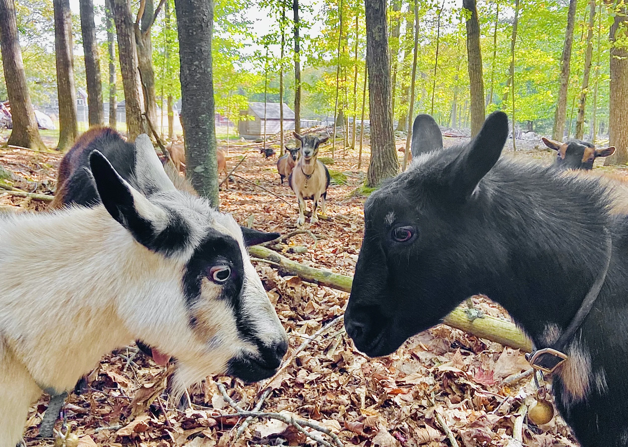 (9-30-2025) Kate & BlakTyAffair involved in a disagreement