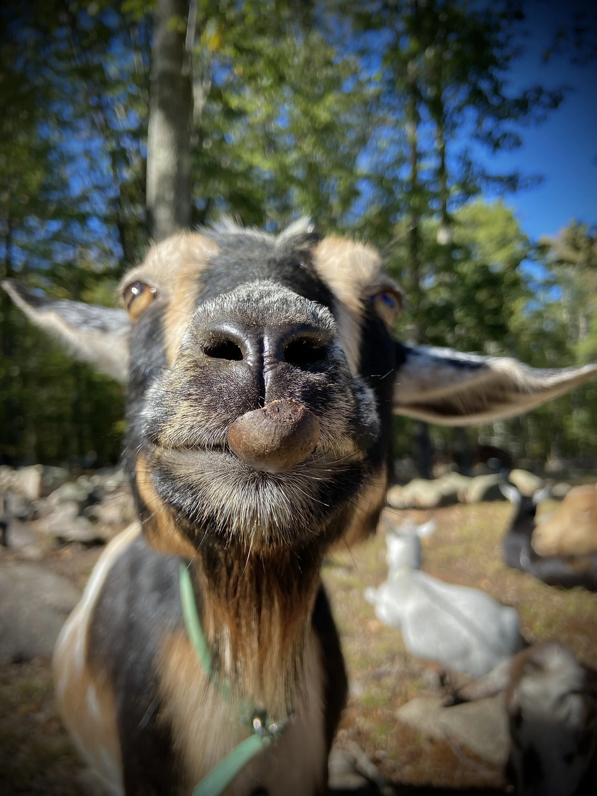 10/10/2025 Silly Pill w/acorn shell stuck to her muzzle