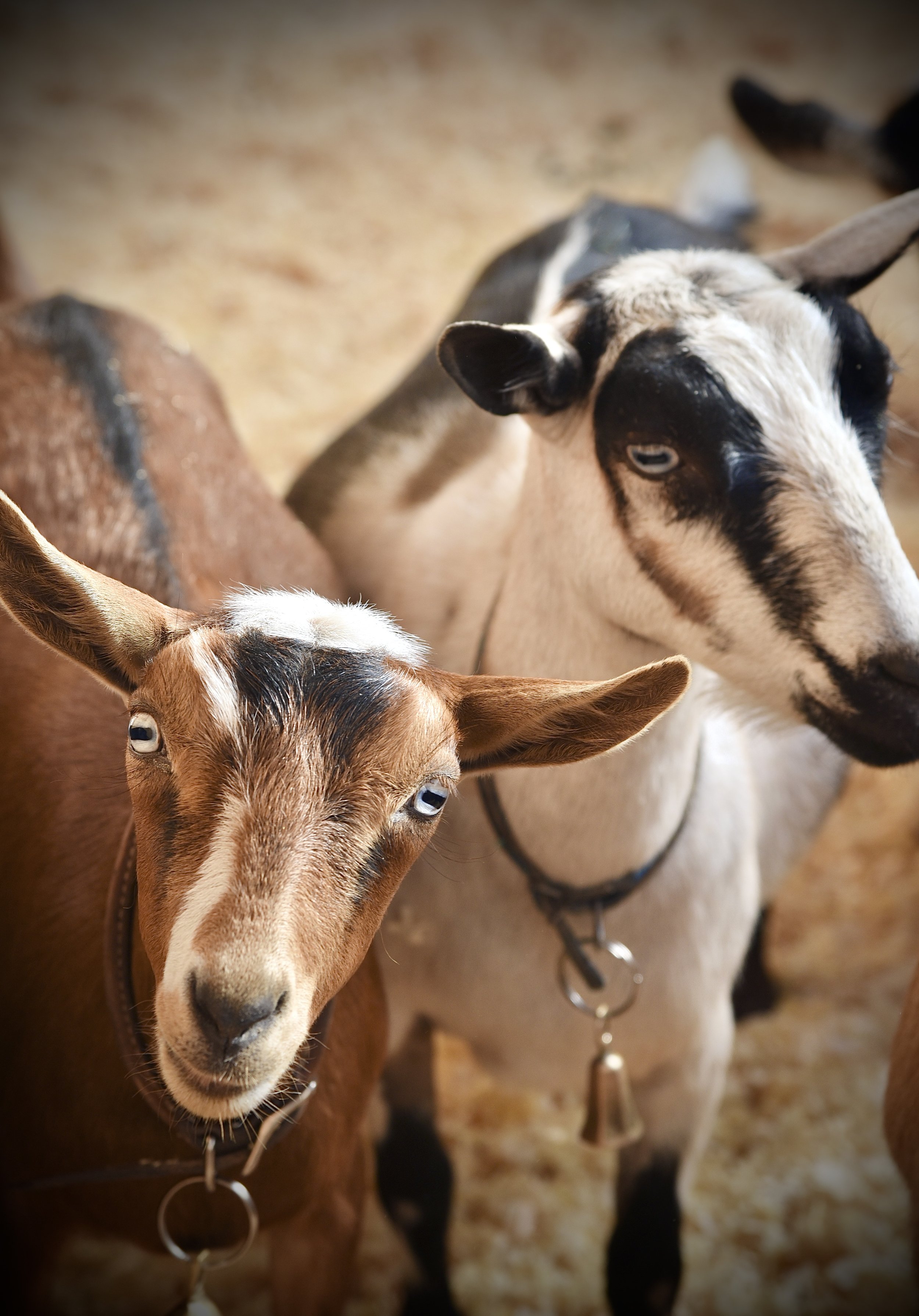 Wapoo w/Ty - July 3rd, 2024