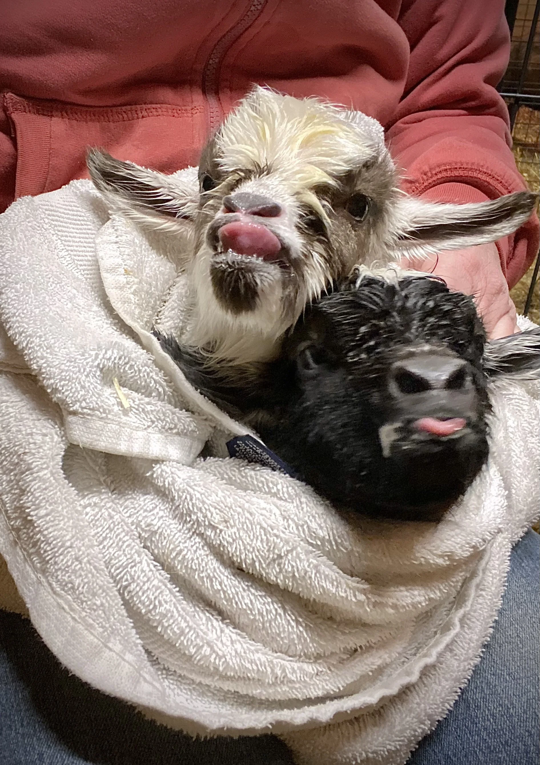 3/7/2025 - Newborn Monkey See w/twin Monkey Do