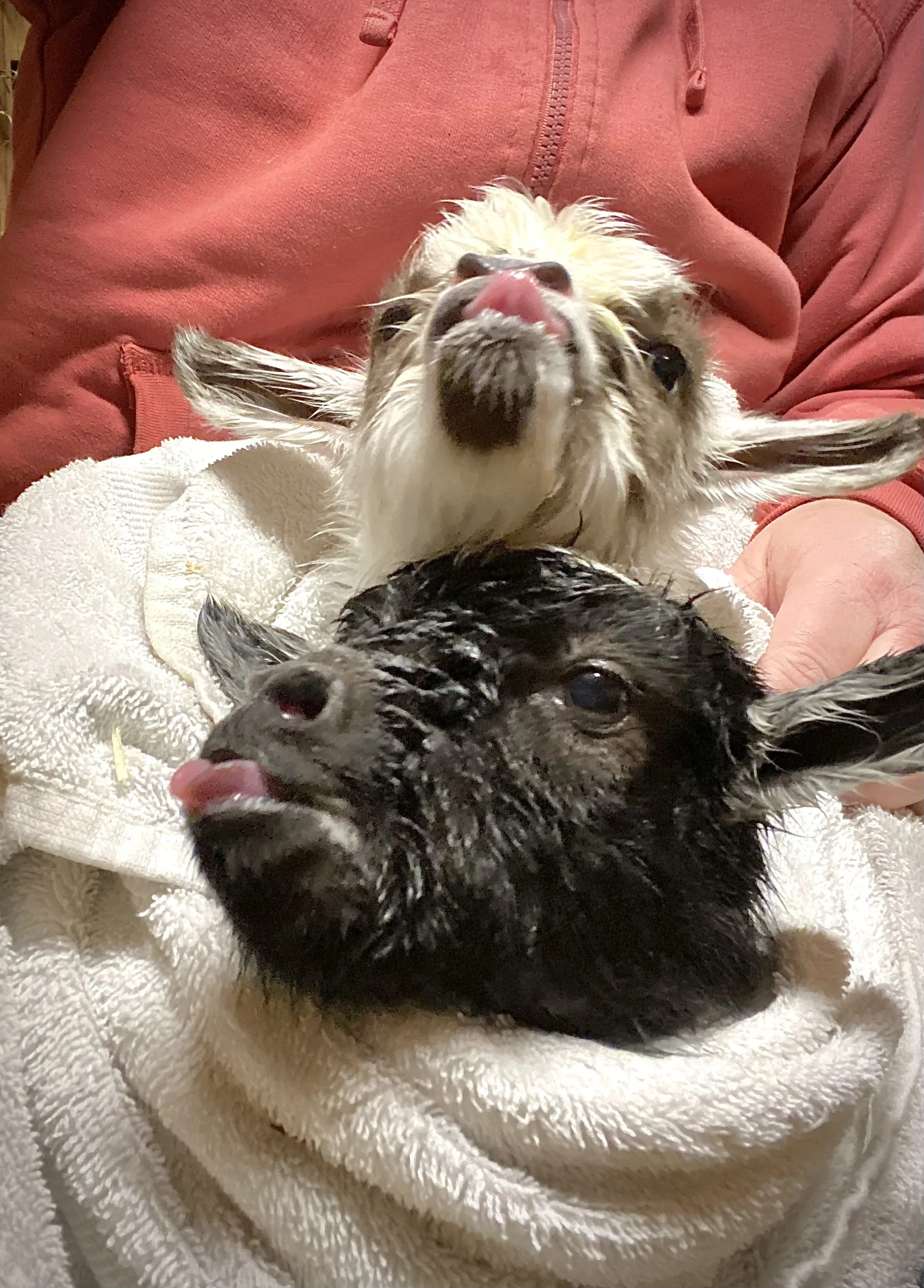 3/7/2025 - Newborn Monkey See w/twin Monkey Do