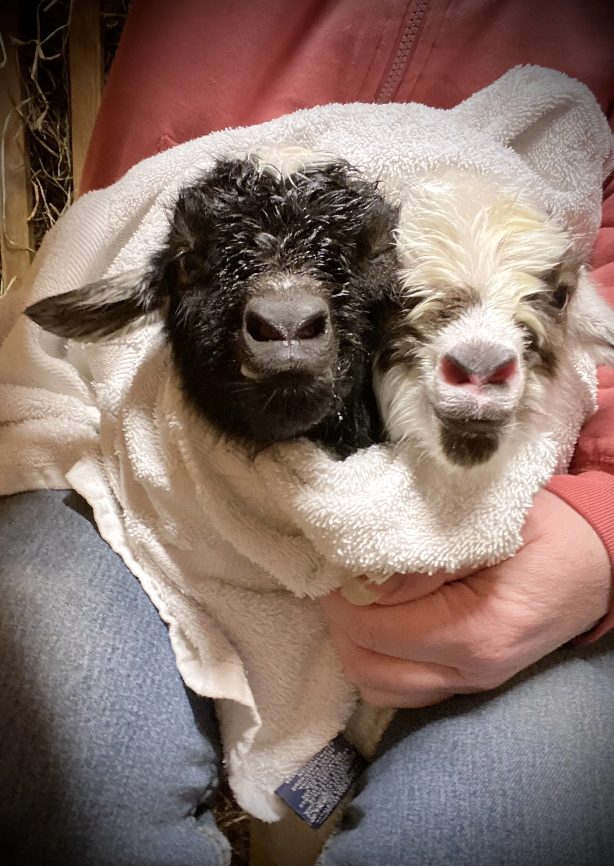 3/7/2025 - Newborn Monkey See w/twin Monkey Do